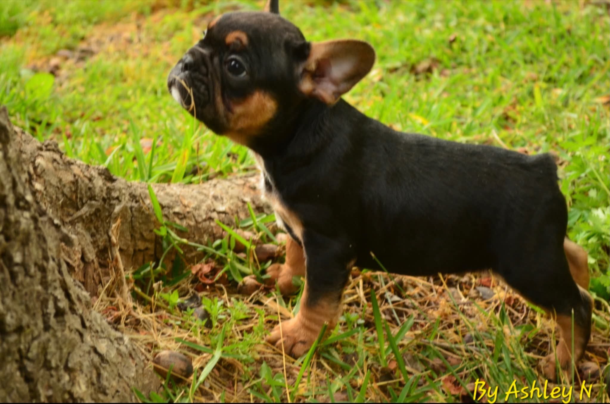 Short hair Frenchie male