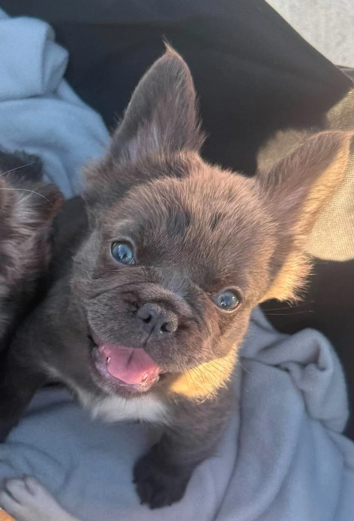 Fluffy Frenchie Female