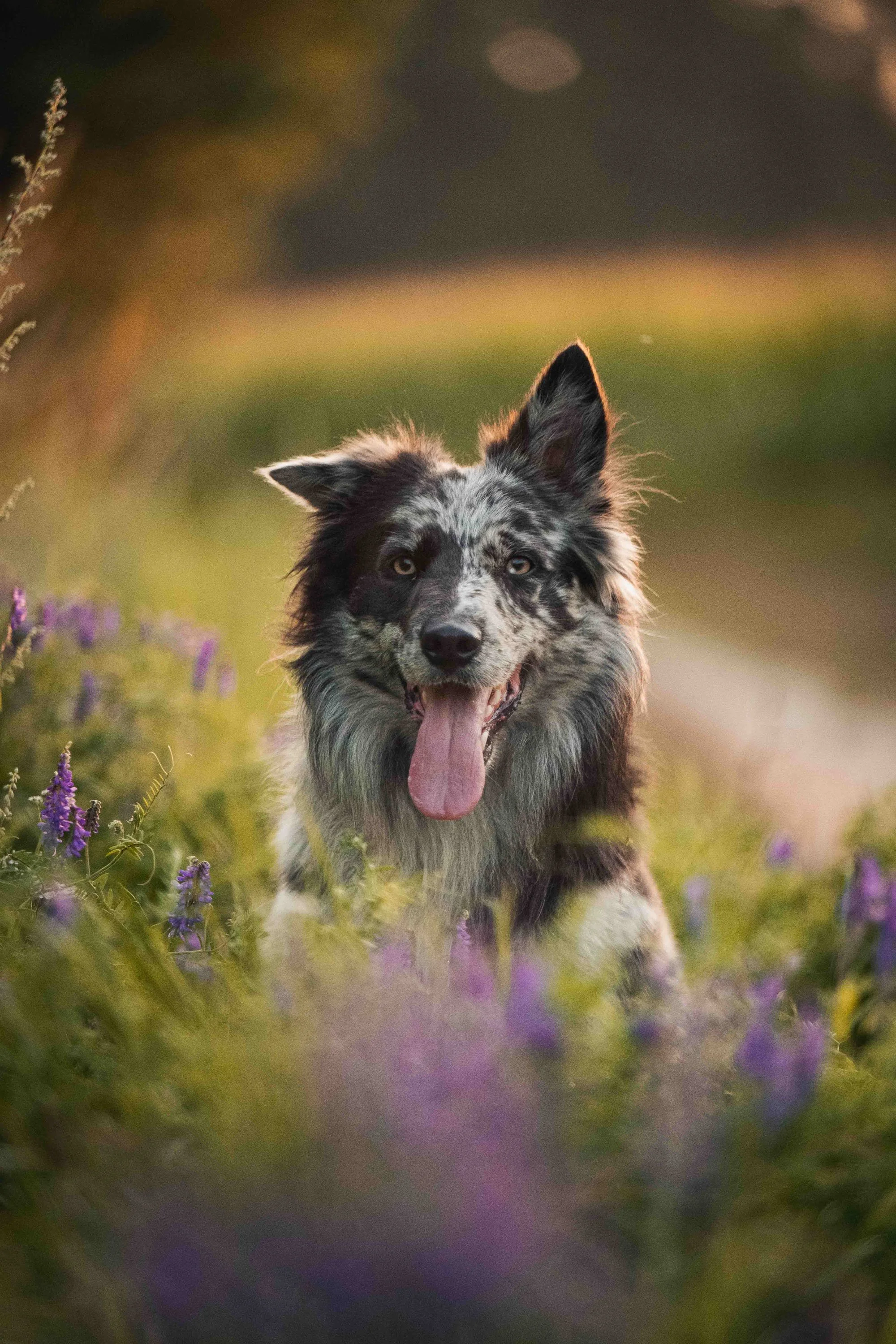 hundeshooting-bordercollie-blumenwiese-kuemmersbruck.jpg