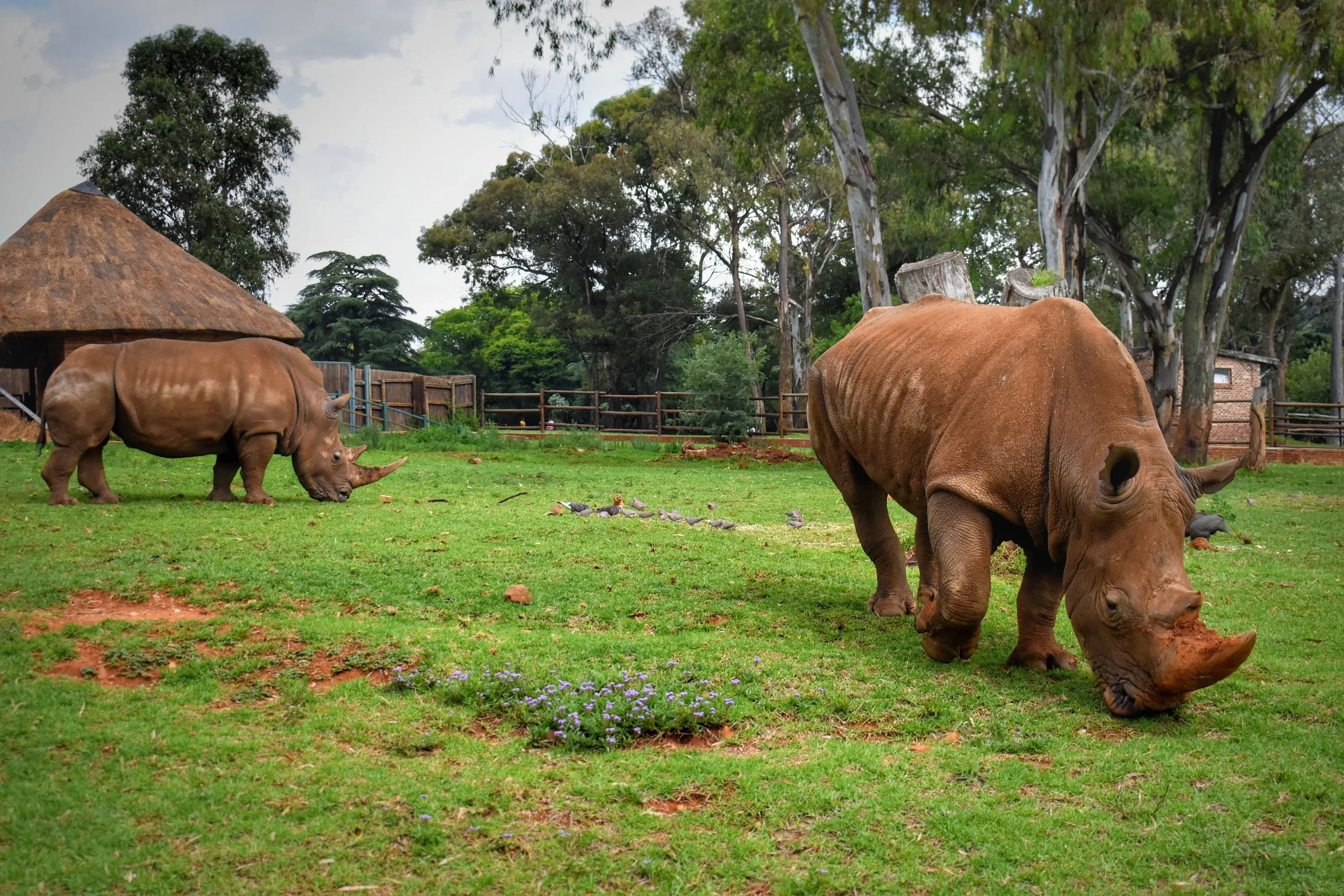 Two rhinoceroses grazing on green grass in a fenced outdoor enclosure with trees, a thatched hut, and a brick building in the background.