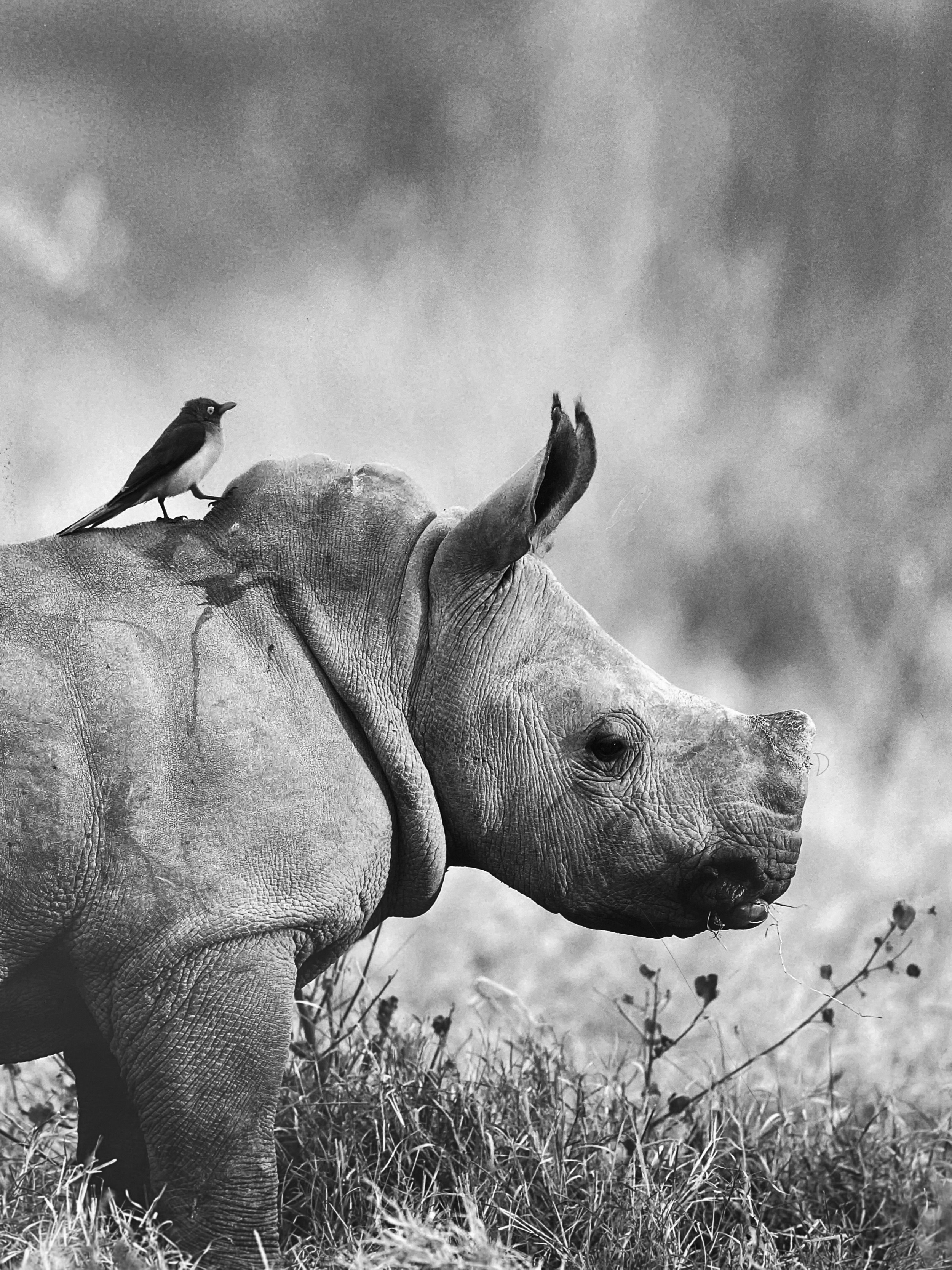 A black and white photo of an rhino standing in grass with a bird perched on its back, and a cloudy sky in the background.