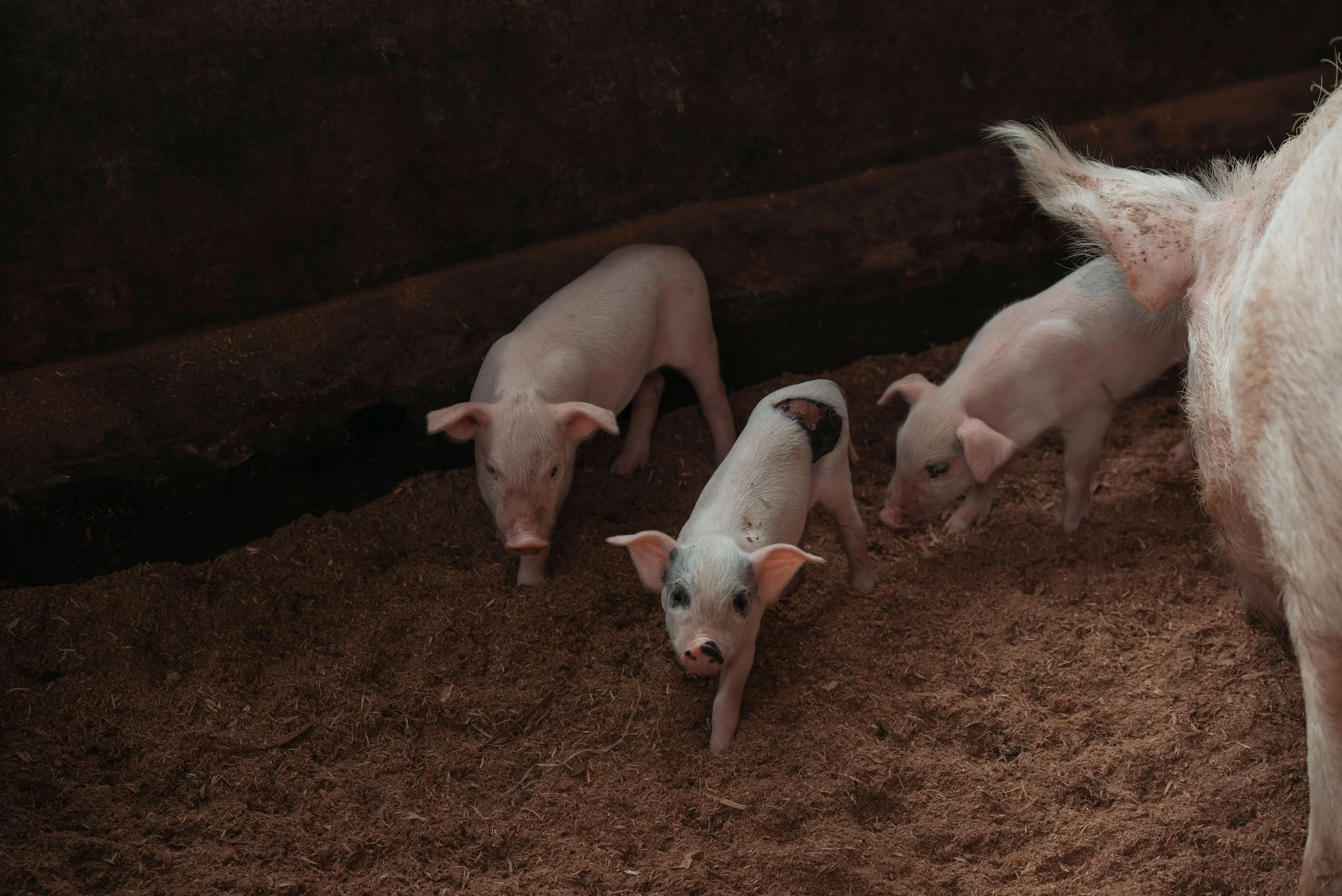 Several tiny piglets with pink skin and some dark spots, exploring a dirt floor inside a barn with a large adult pig partially visible on the right side.