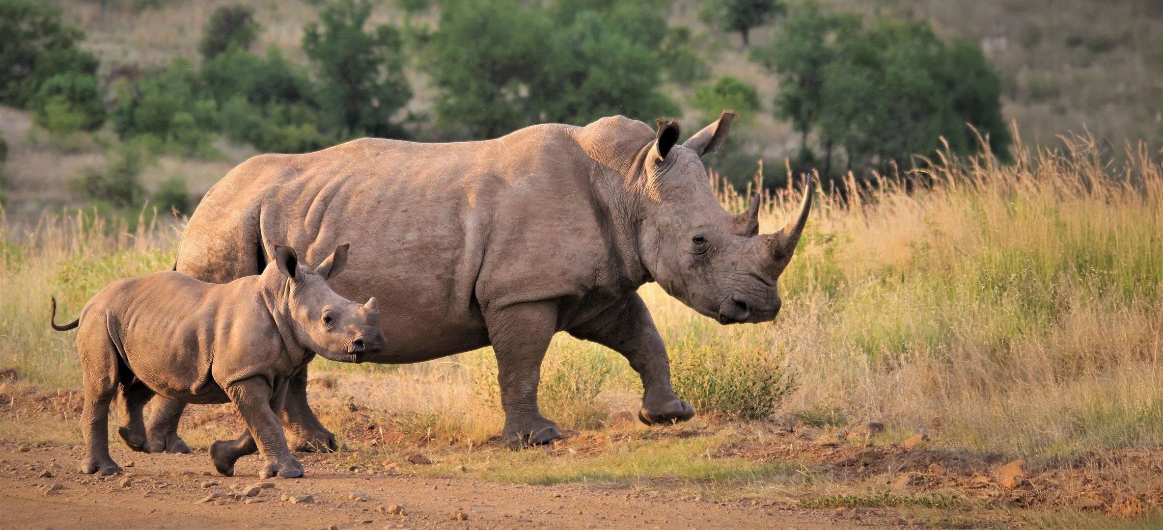 A young rhinoceros walking beside an adult rhinoceros in a grassy landscape with trees in the background.