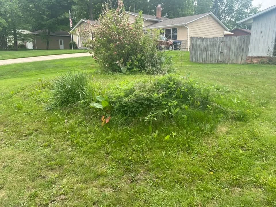 A small garden bed with various green plants and bushes in a residential yard, with houses and trees in the background.
