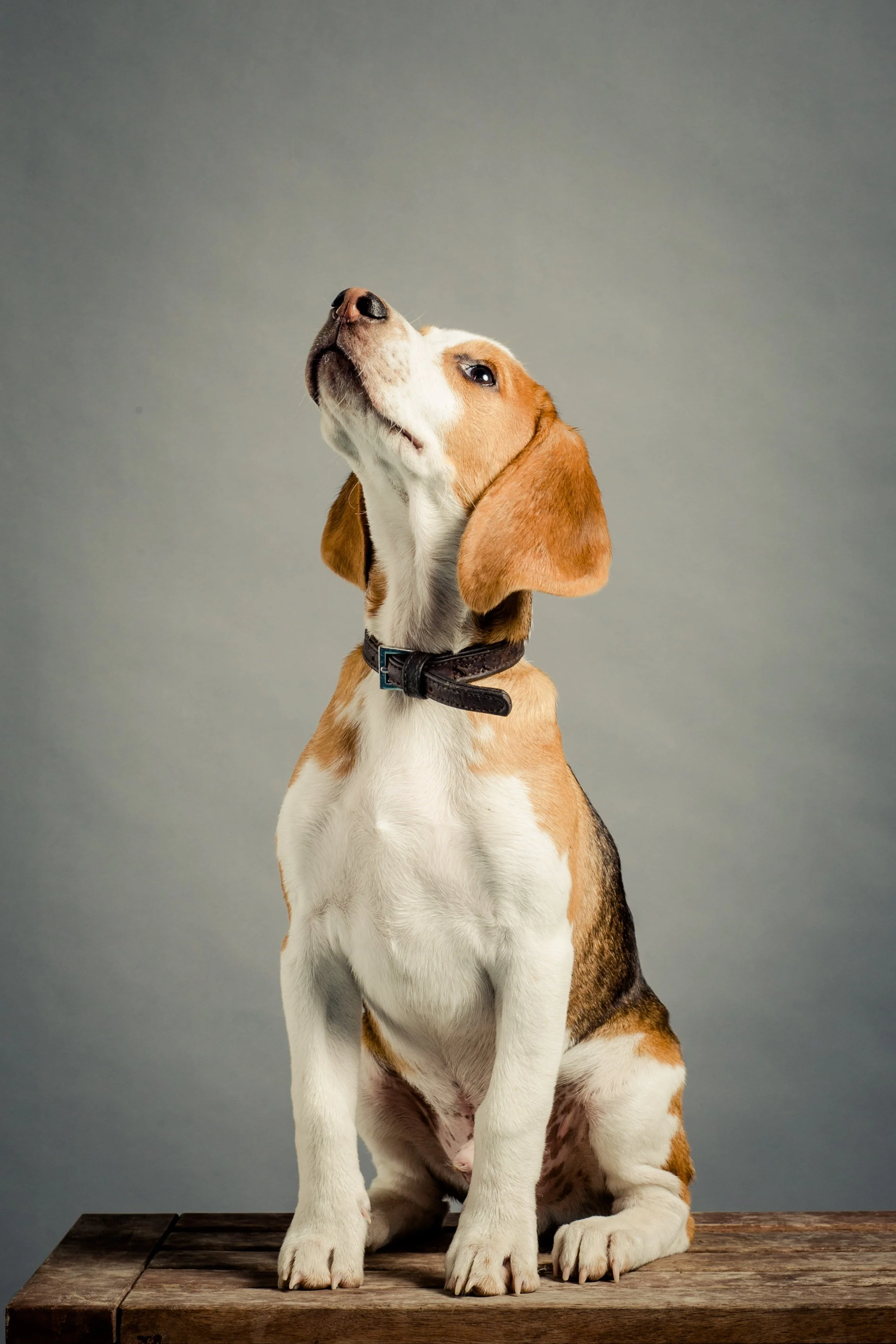 Portrait at fundraising charity dog photoshoot event for Pets As Therapy
