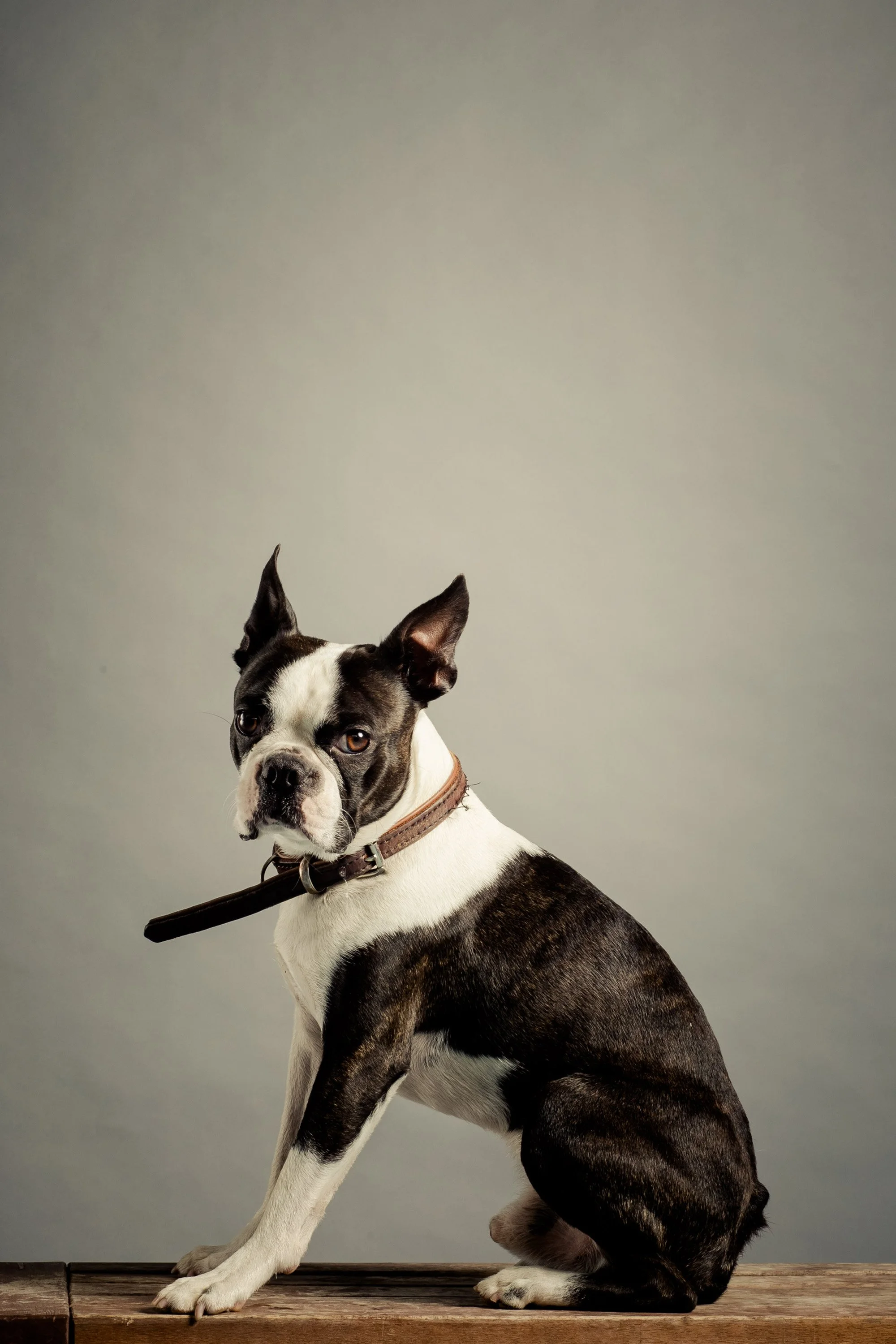 Fundraising charity dog photoshoot event for Pets As Therapy