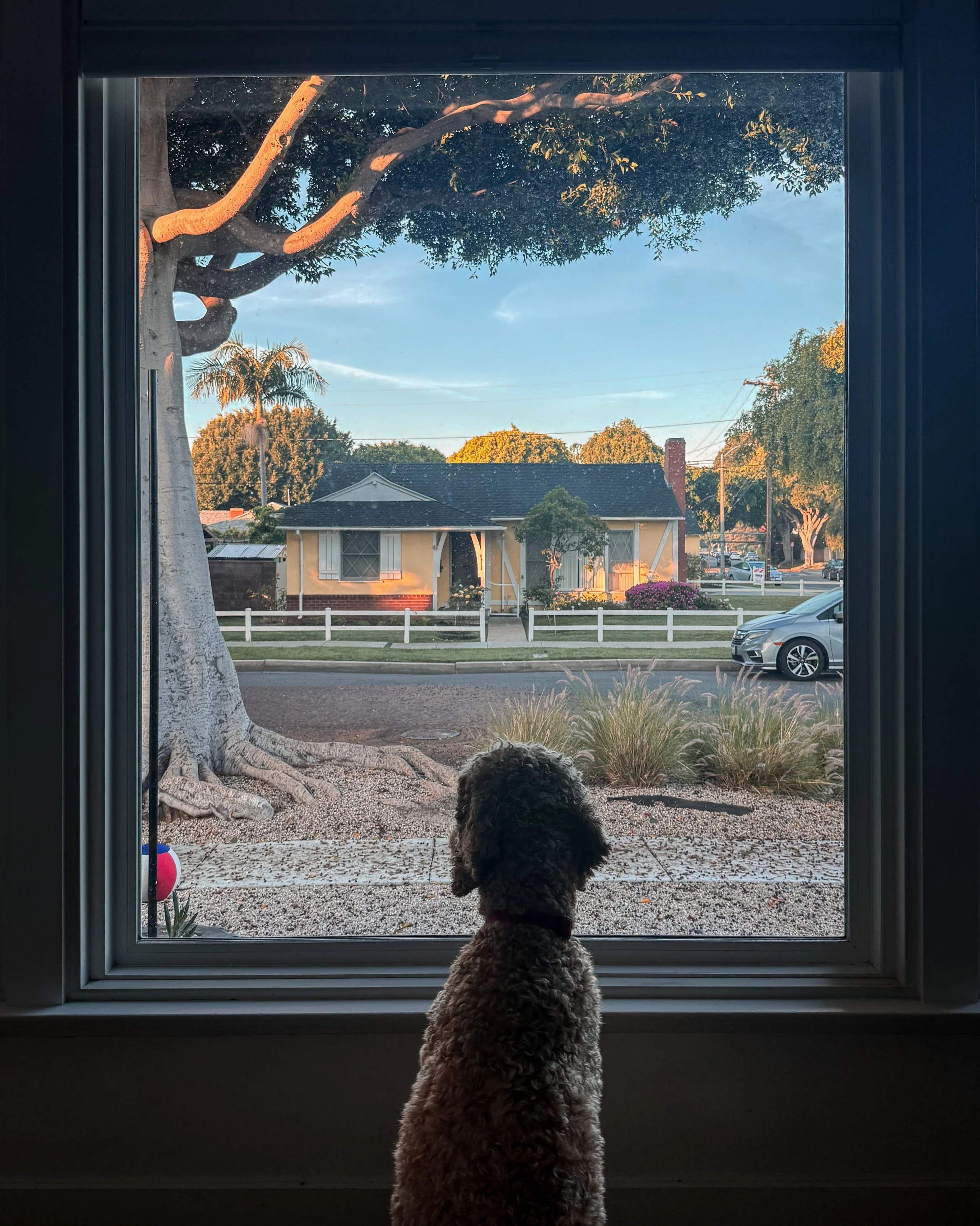 A golden doodle dog sitting inside a house, looking out of a window at a sidewalk, trees and houses during sunset in Los Angeles, USA.