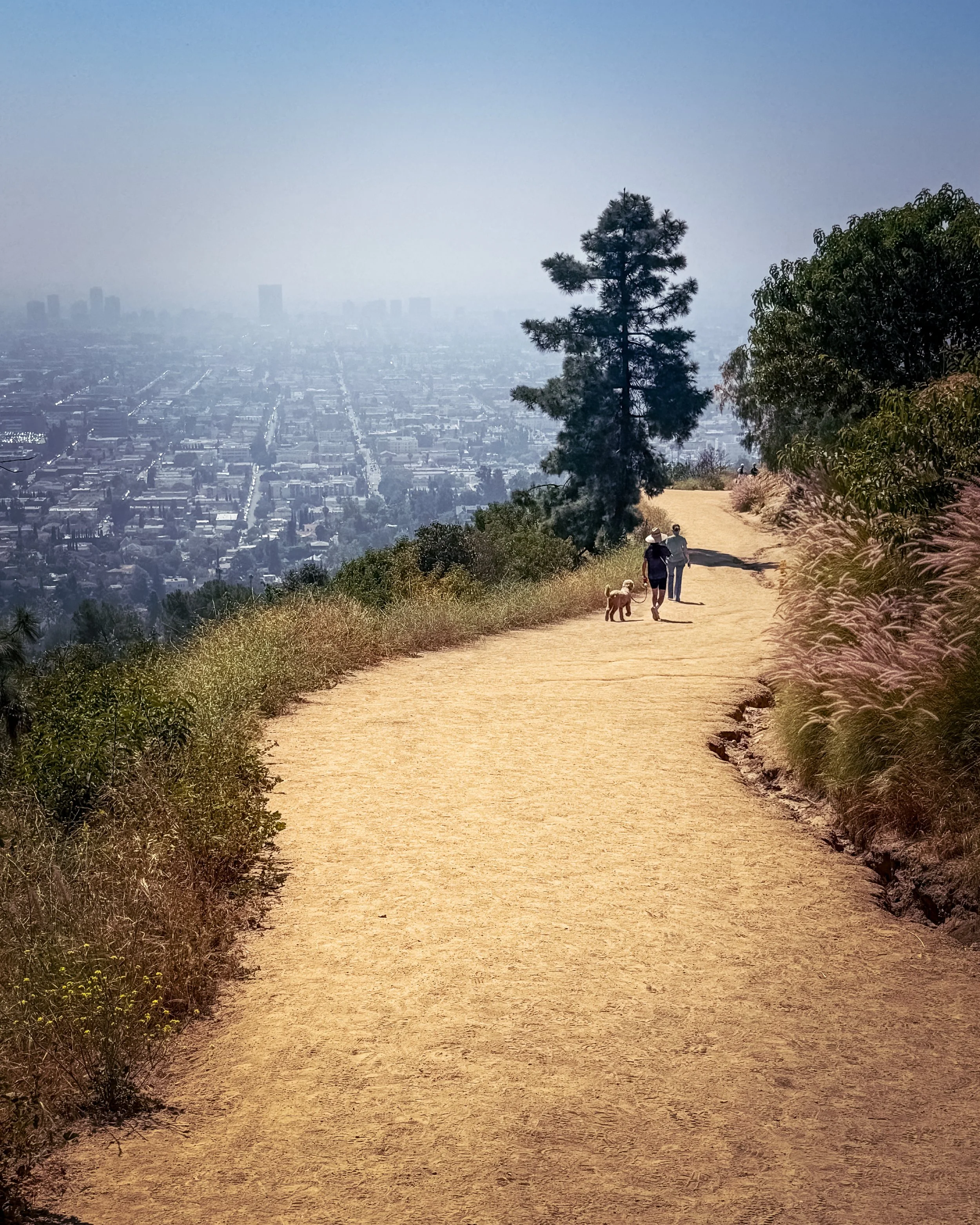 Hiking trail on a hillside with trees and bushes, overlooking a cityscape with tall buildings in the background.
