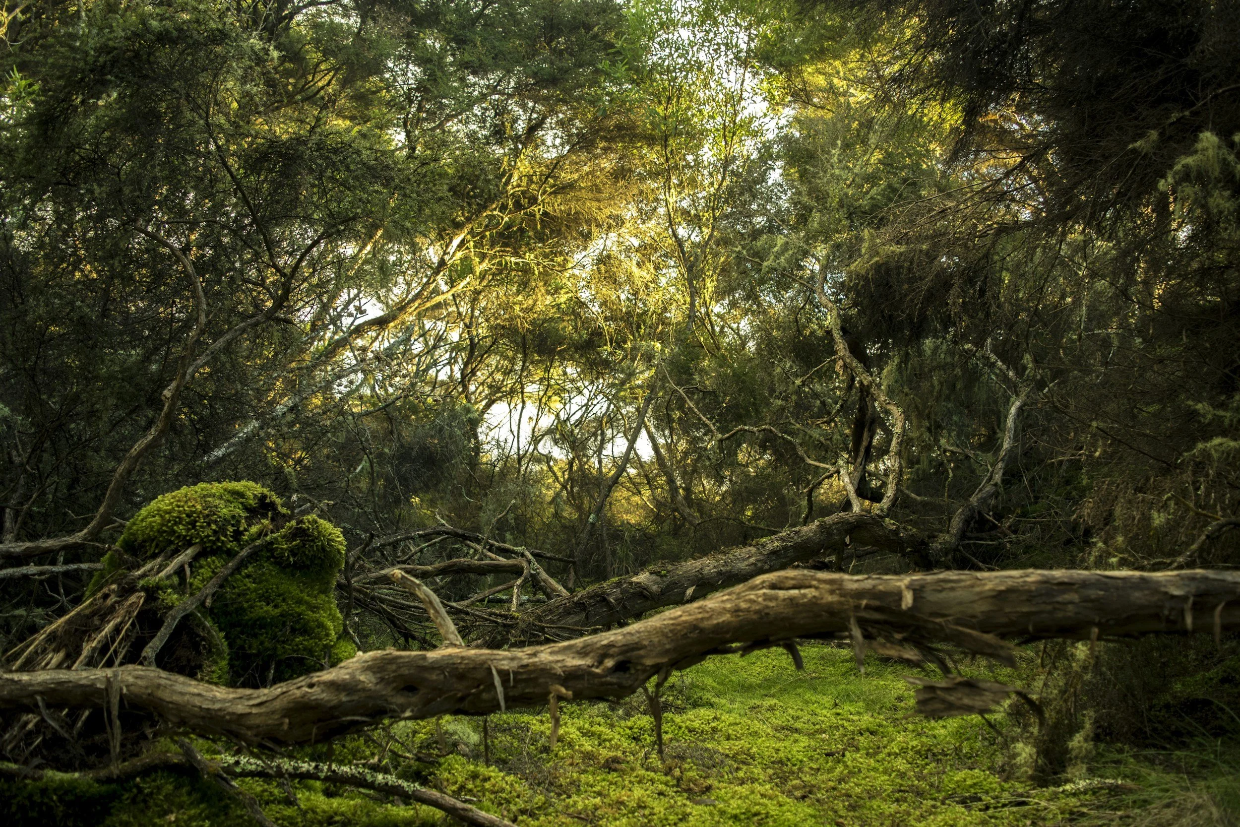 A dense forest scene with tall trees, sunlight filtering through the canopy, and green moss and grass on the ground.