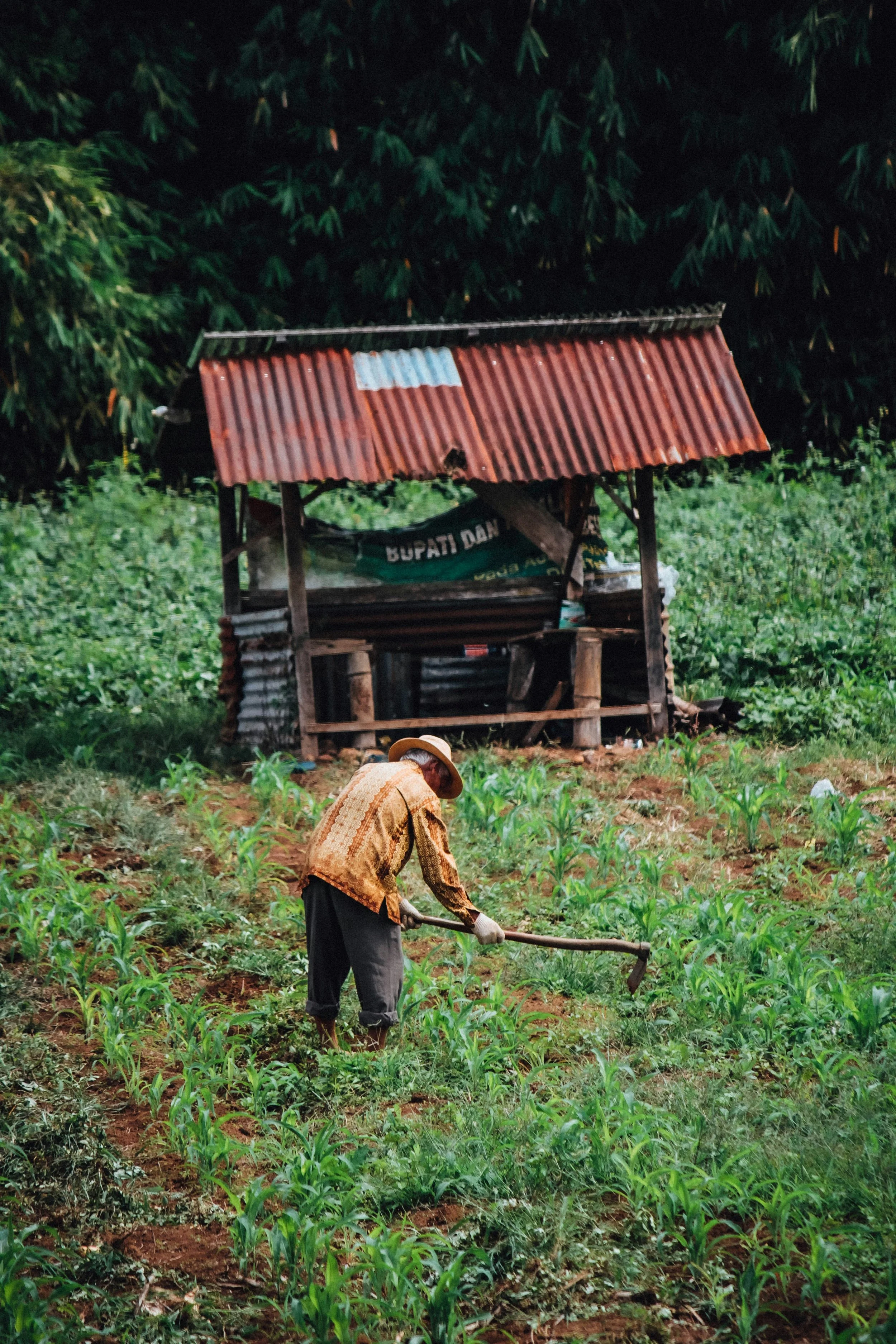 A person wearing a hat and traditional clothing is working with a hoe in a green field with young plants. A small wooden structure with a red corrugated metal roof and a tarp with text is in the background, with dense green foliage behind it.