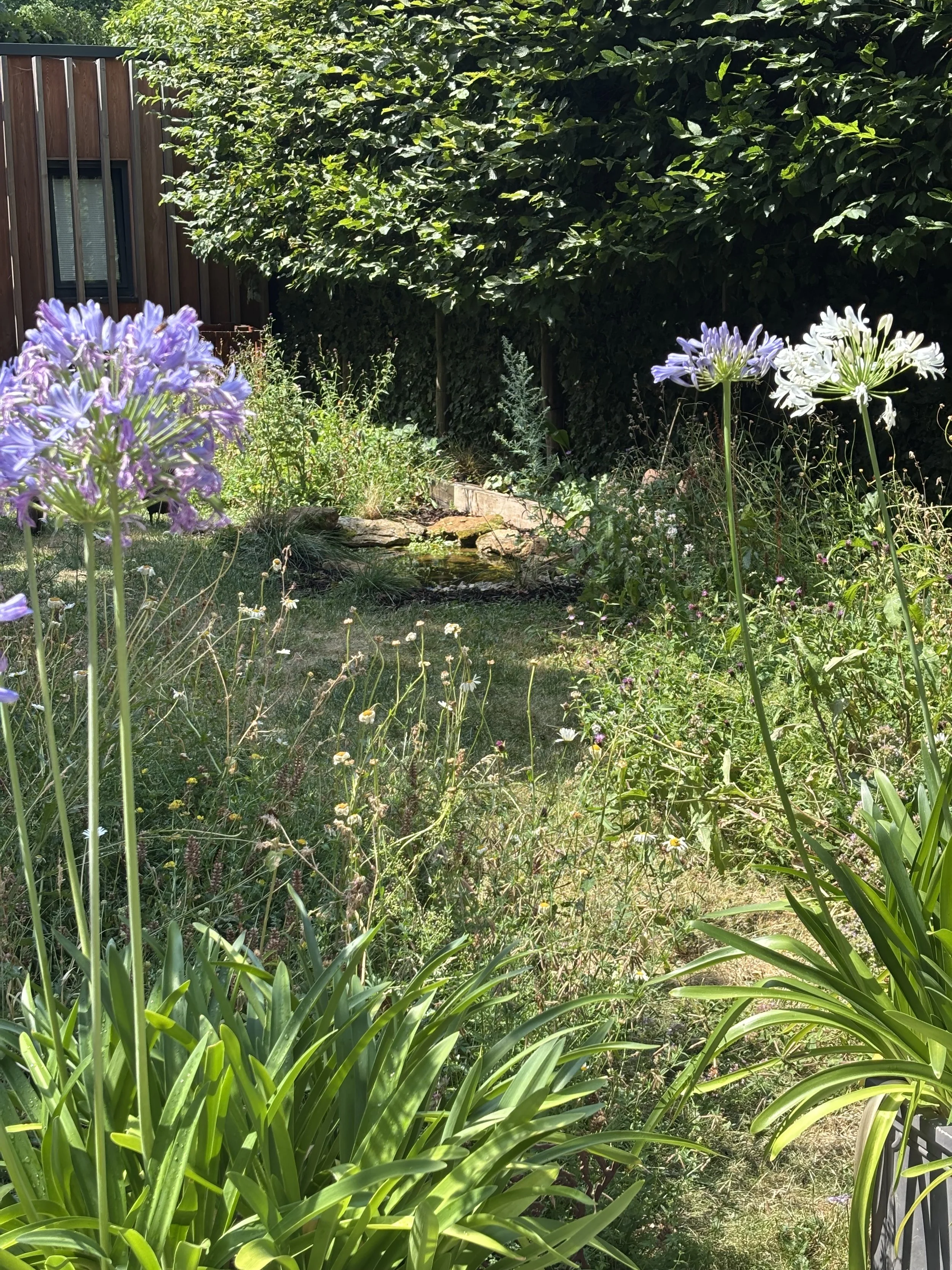 Wildflower meadow planted with a diverse seed mix to support pollinators, increase biodiversity and create wildlife habitat