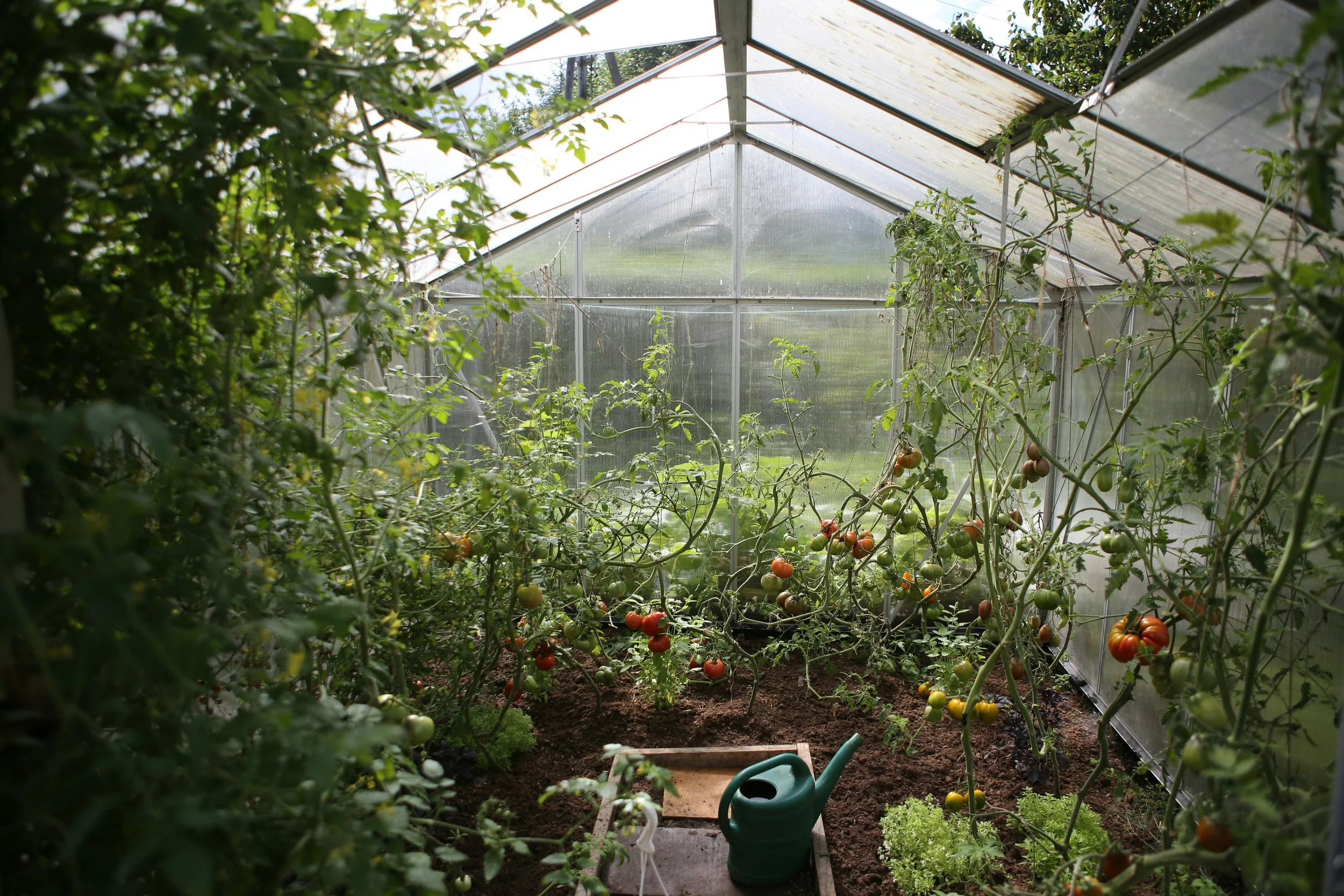 Inside a greenhouse with tomato plants and other greenery, a watering can, and gardening tools on the ground.