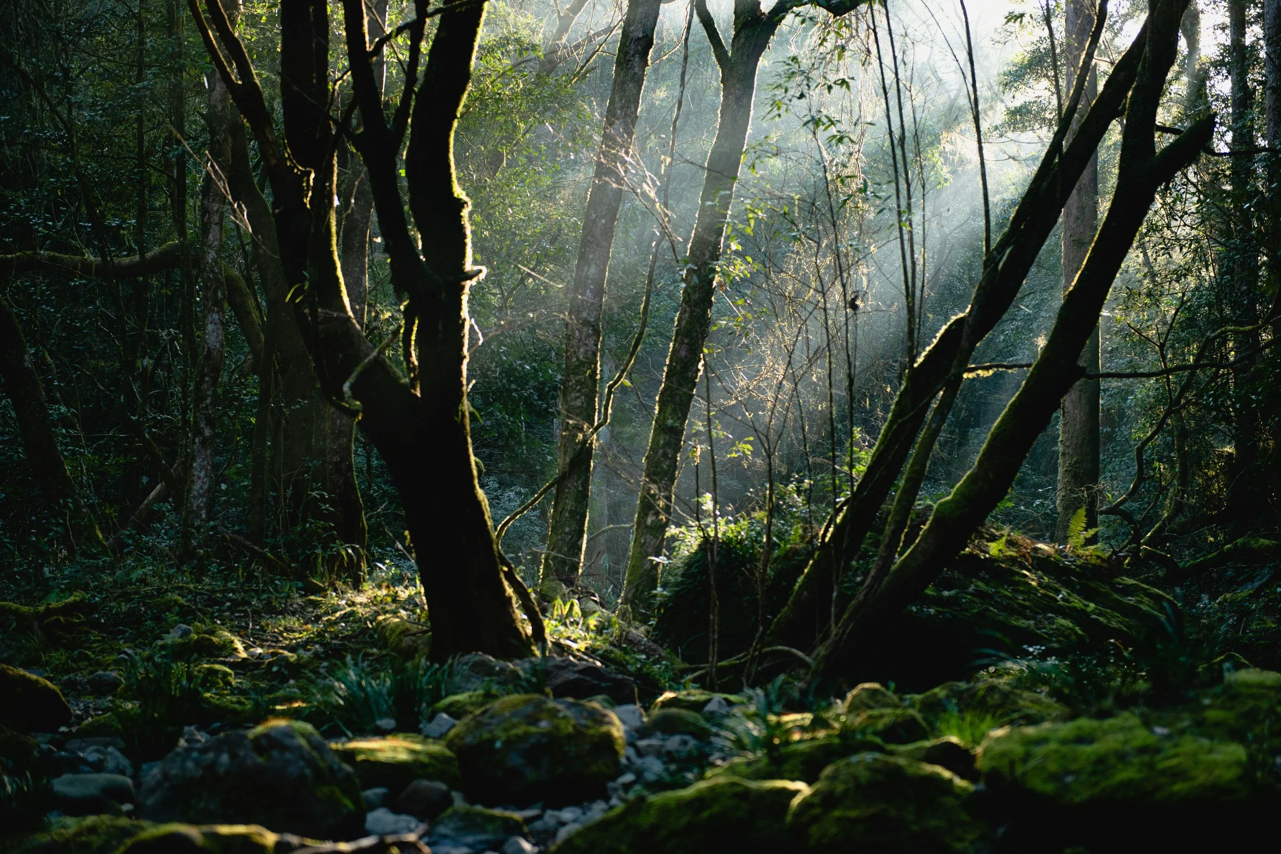 Sunlight filtering through dense forest trees with lush green moss and foliage, creating beams of light in the misty woodland.