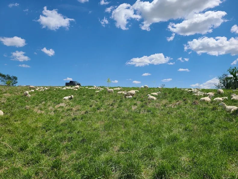 Flock of sheep grazing on a green hillside beneath a bright blue, cloud-filled sky
