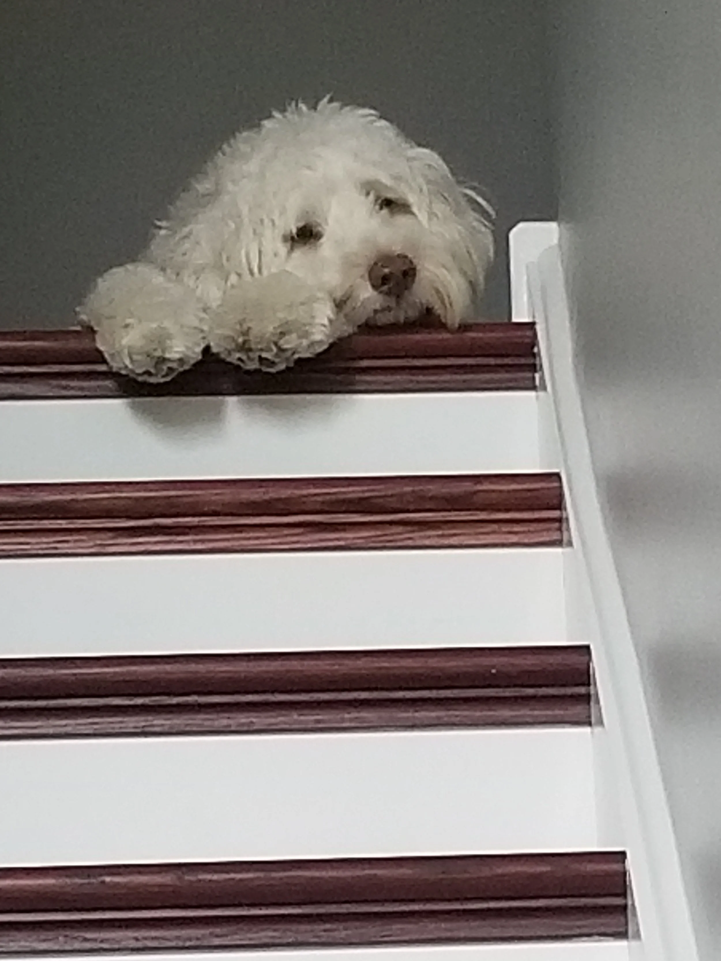 Ace on steps.jpg