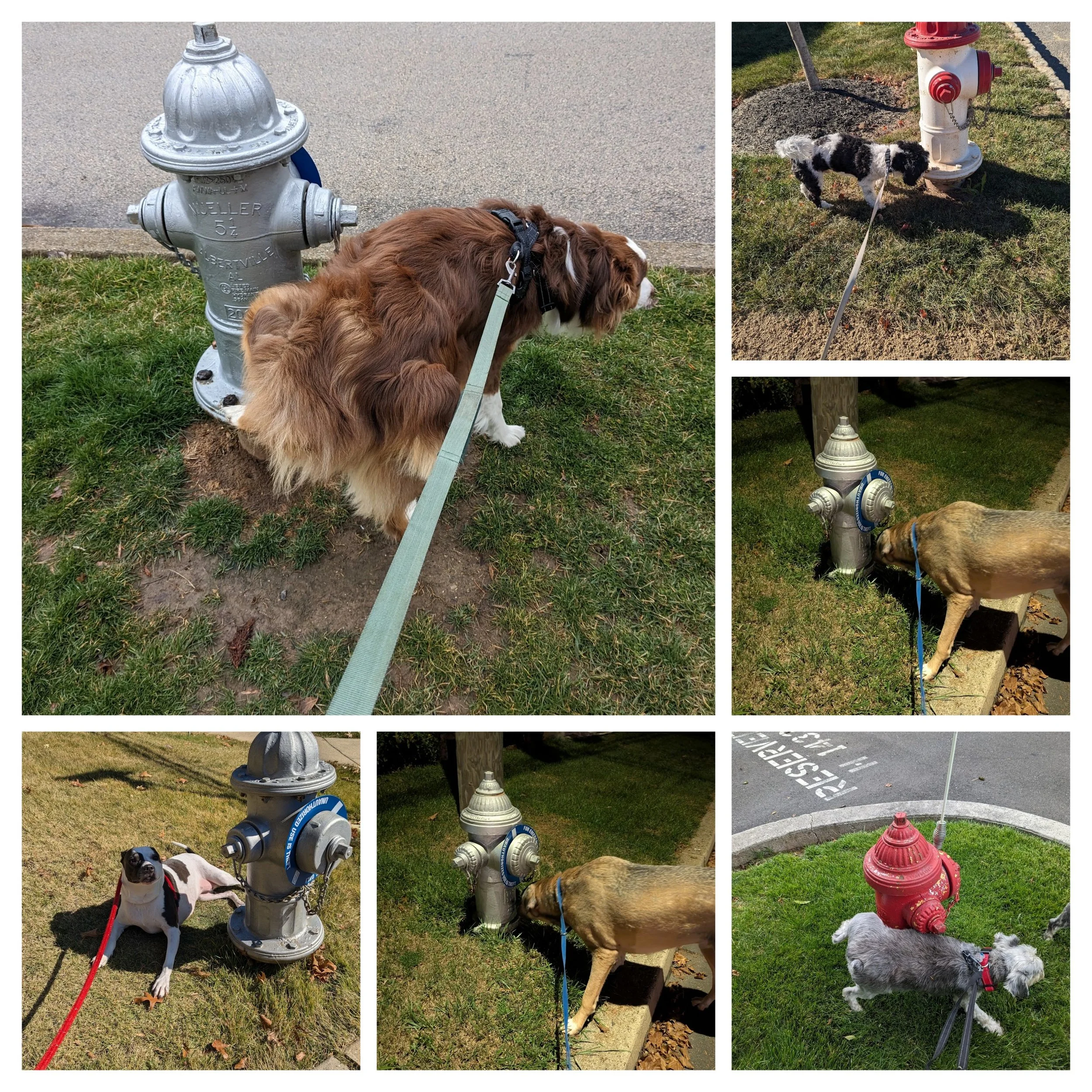 Dogs peeing on fire hydrants