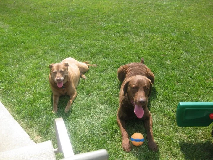 Casear and Delta.jpg