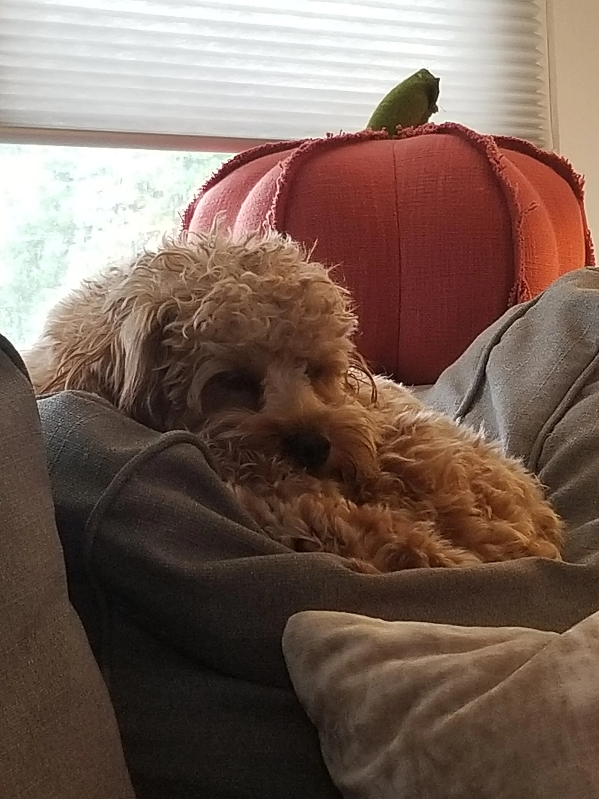 Bruno fav spot2.jpg