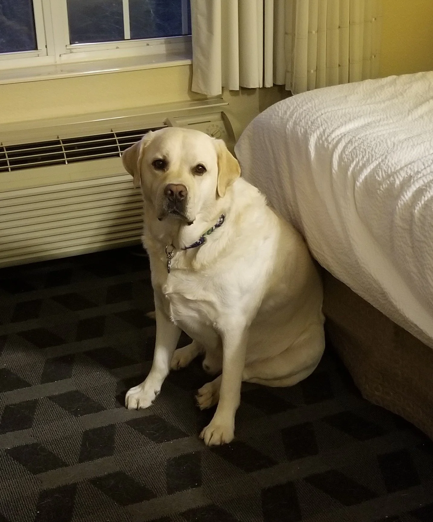 Cooper (1)-cut.jpg