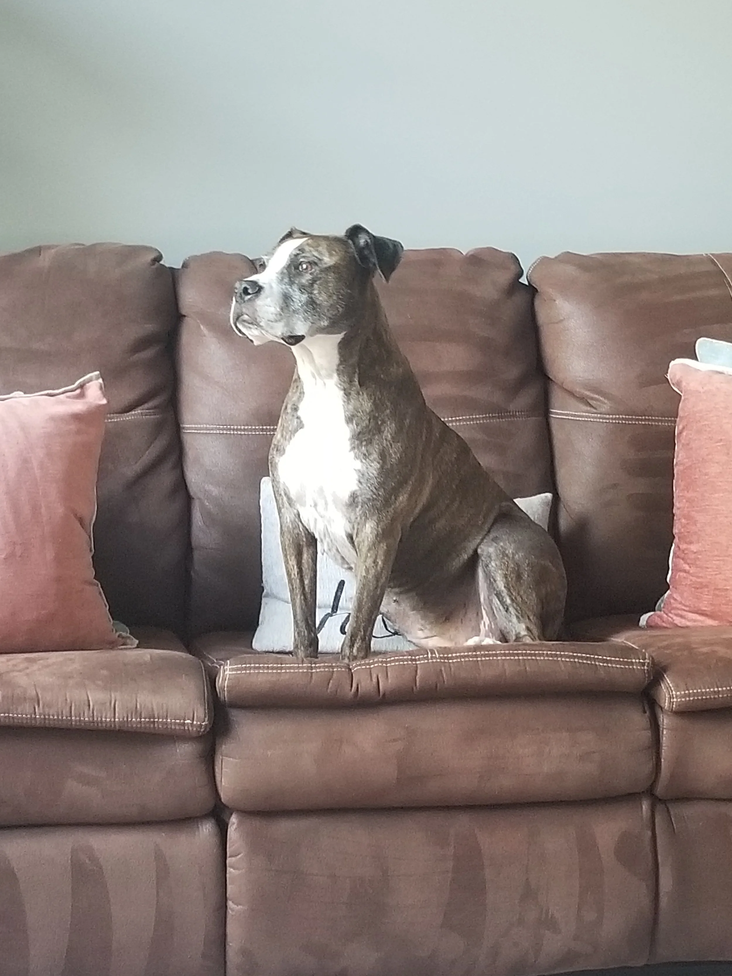Bella sitting on the couch.jpg