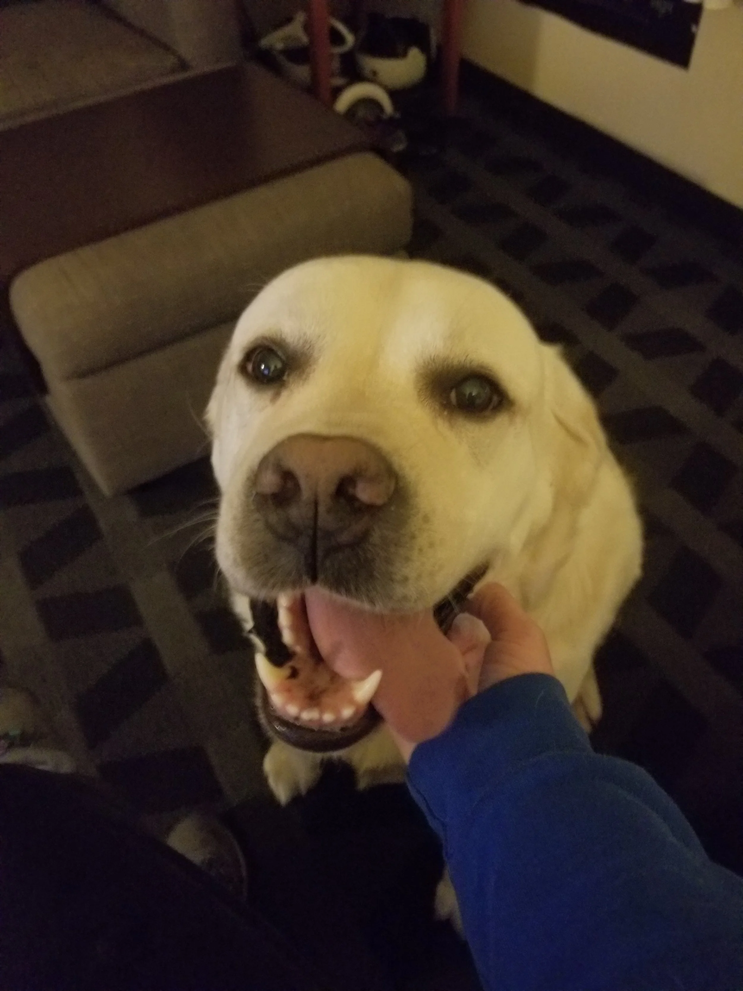 Coop getting love.jpg