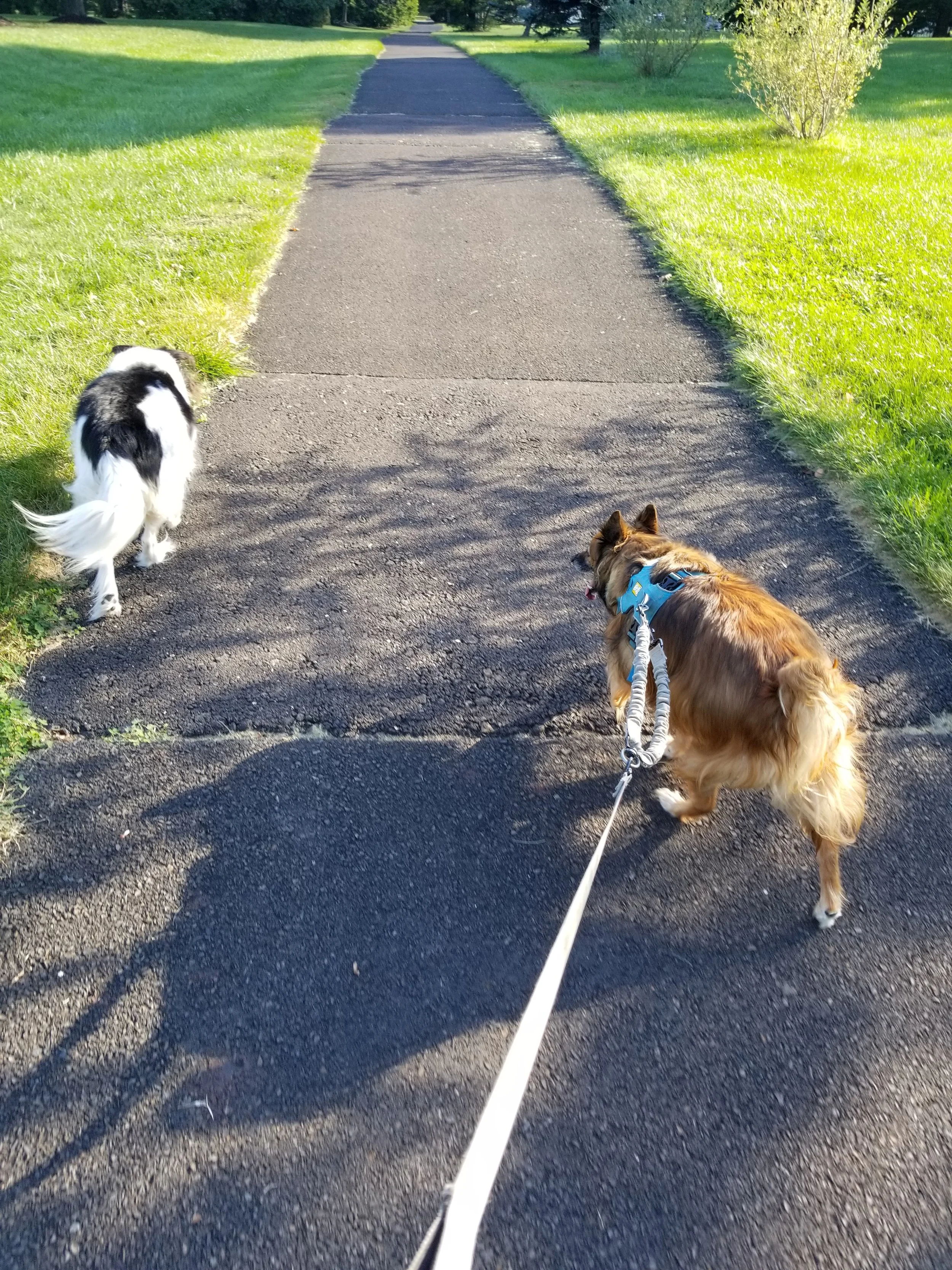 Kaiya and Duncan walking1.jpg