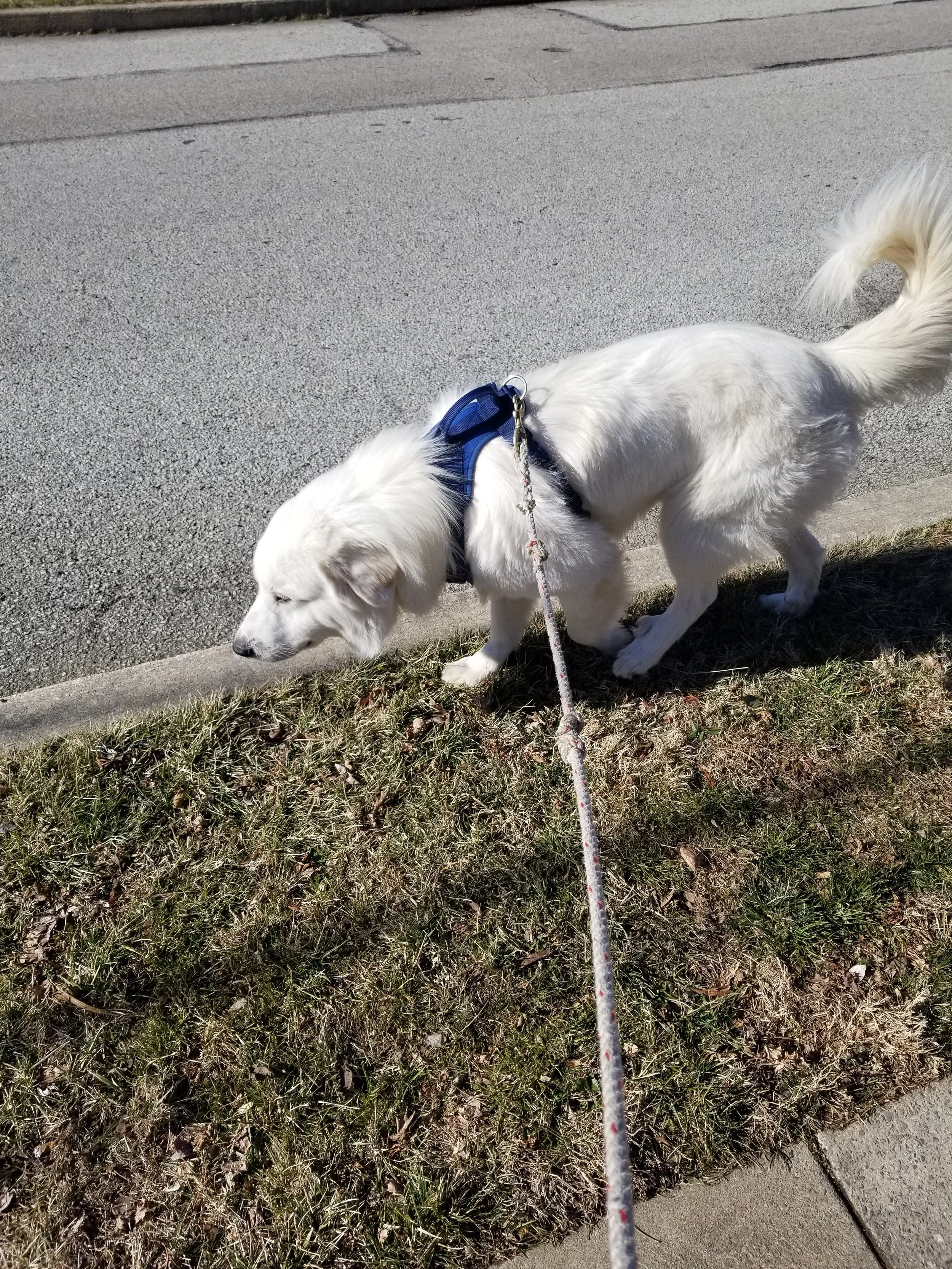 Tex walking.jpg