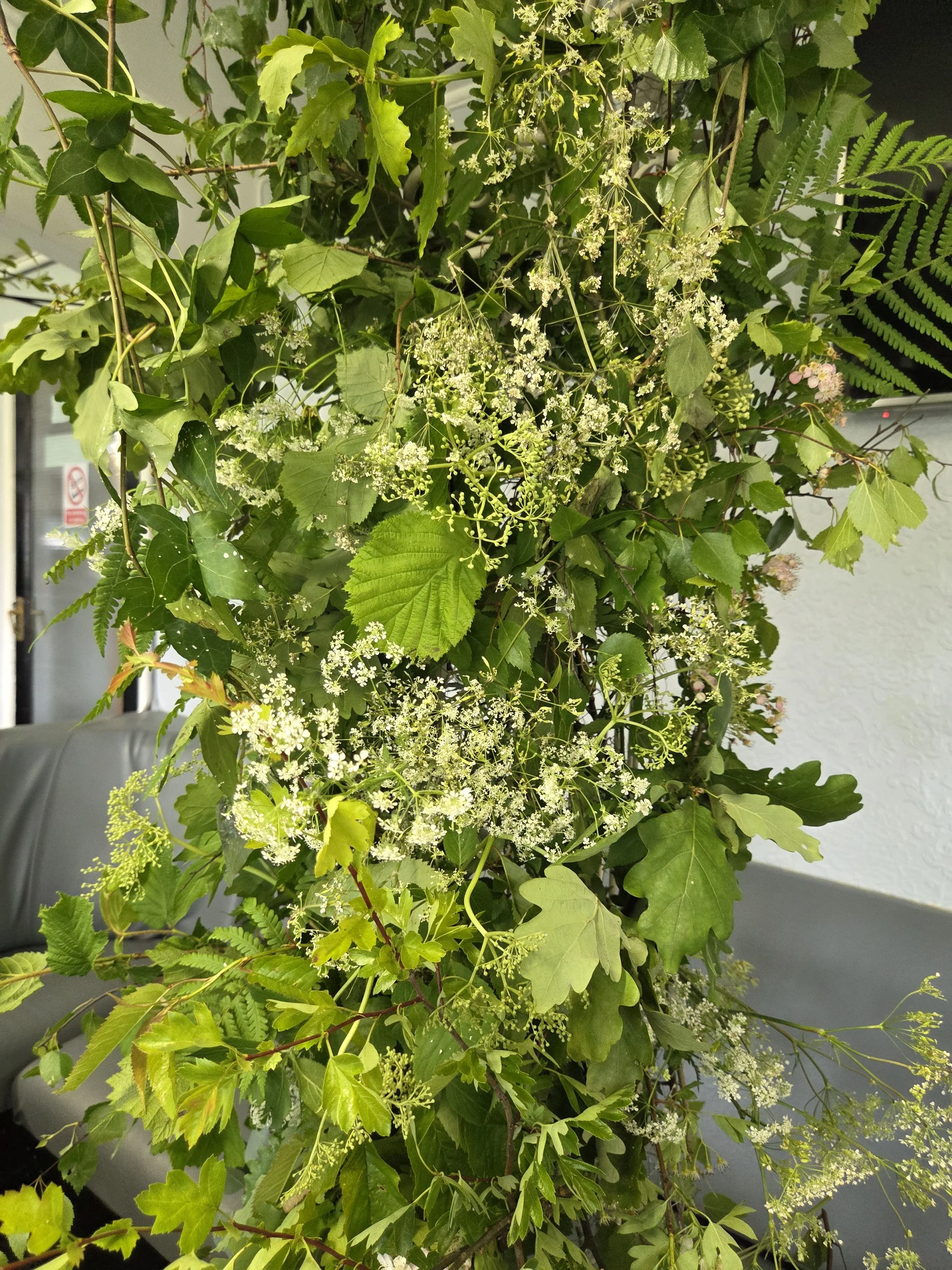Various green leafy plants with small white flowers, some fern-like leaves, and vine-like stems, arranged in a lush display.