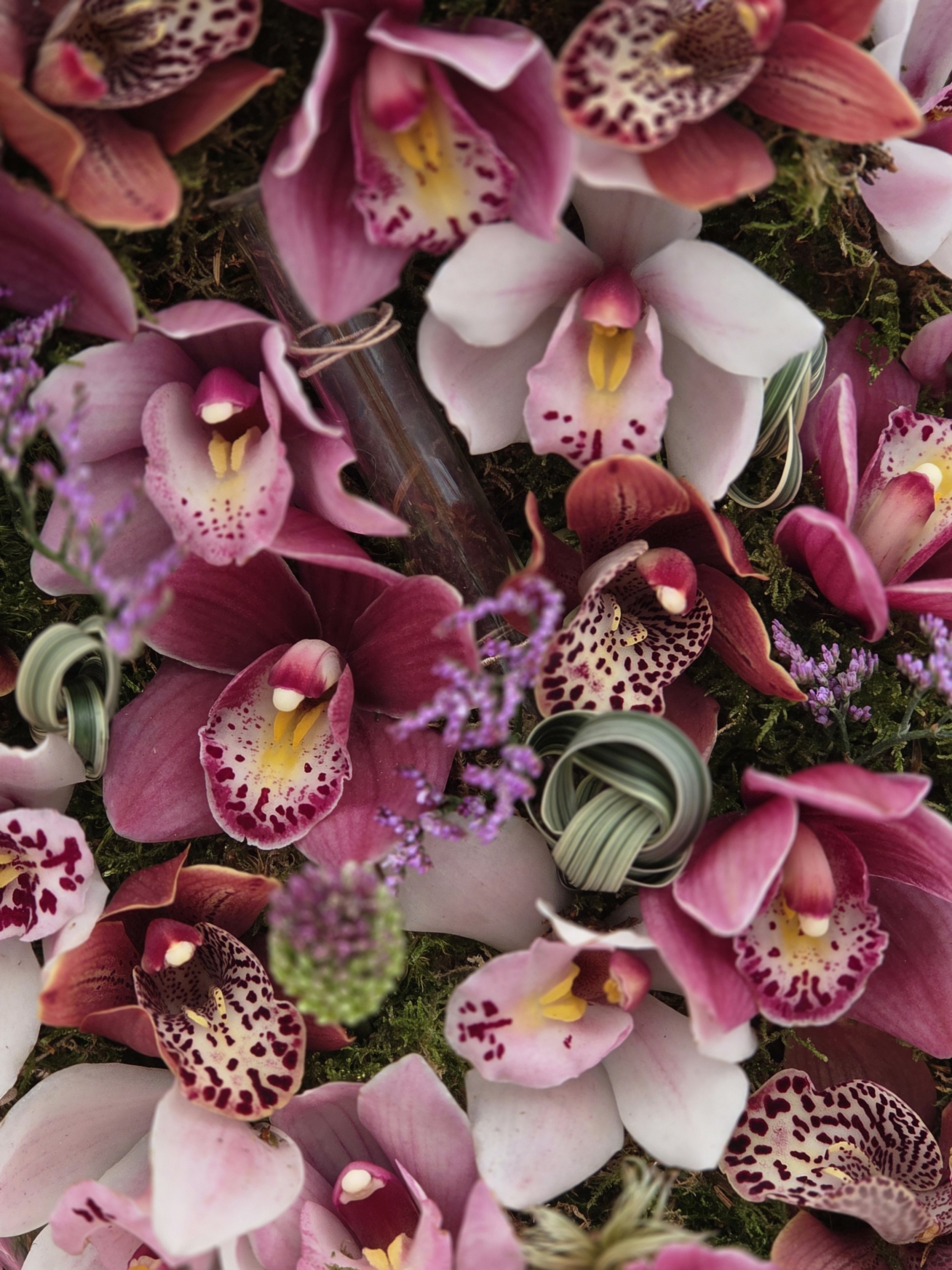 Close-up of pink and white orchids with purple spots and yellow centers, surrounded by moss and purple flowers.