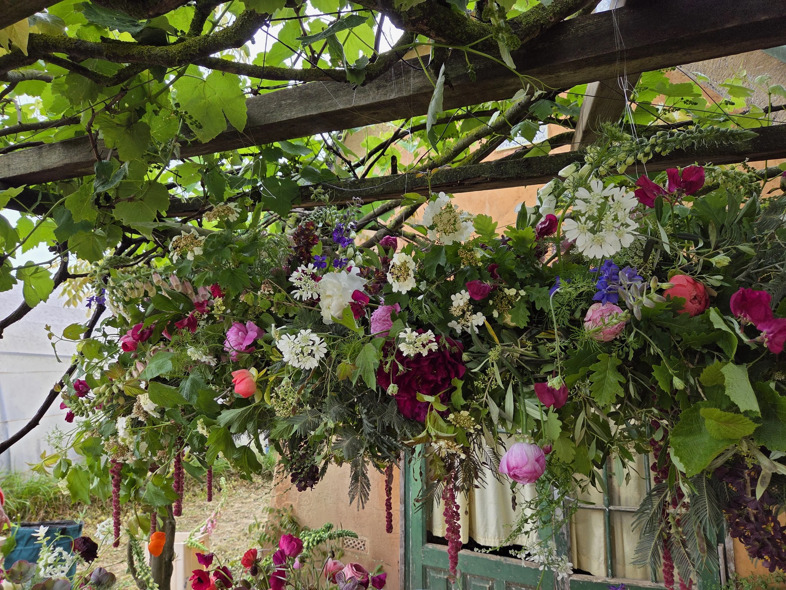 Colorful hanging flowers and green leaves on a garden trellis.