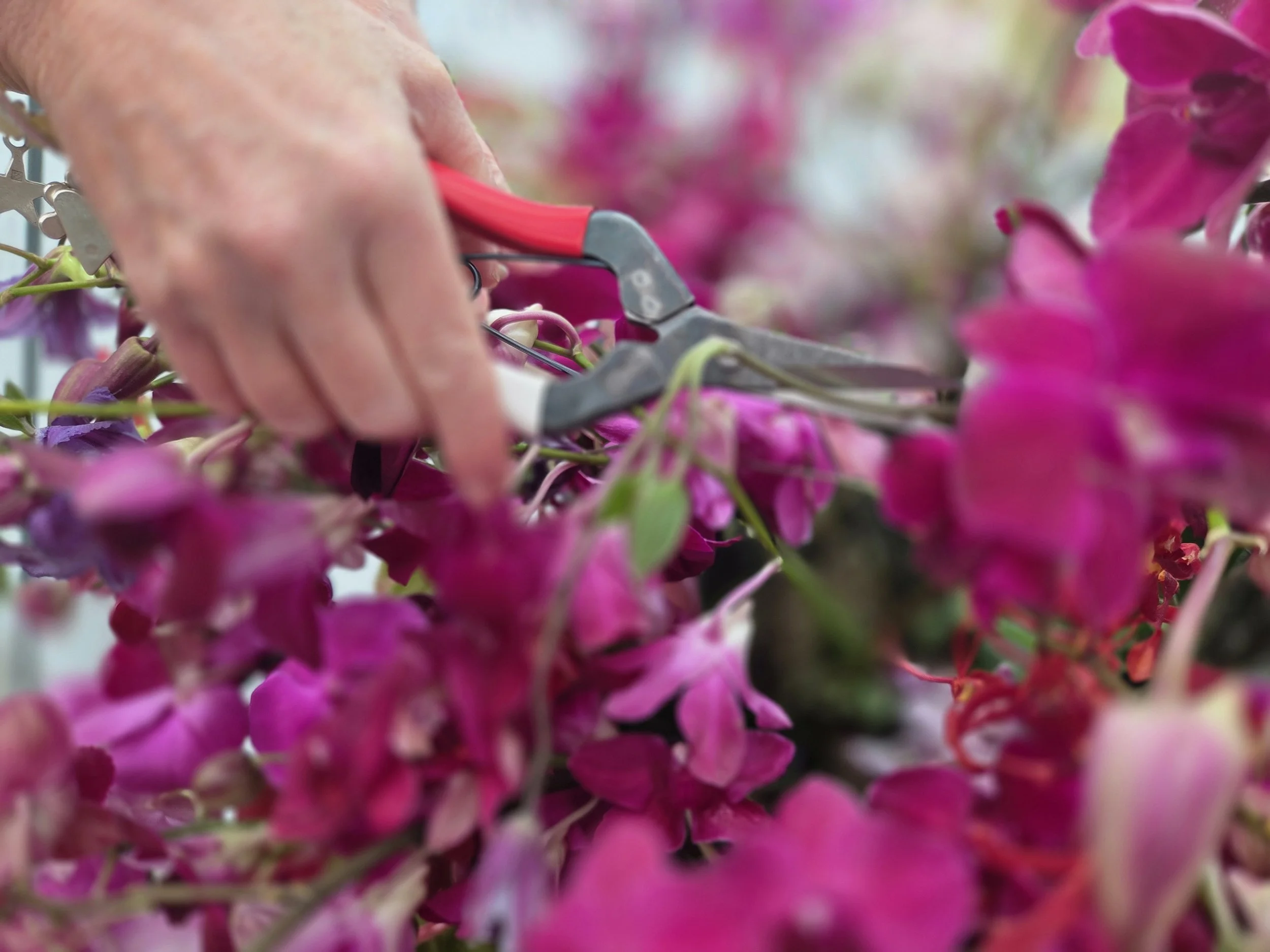 Close-up of hands trimming pink flowers with pruning shears.