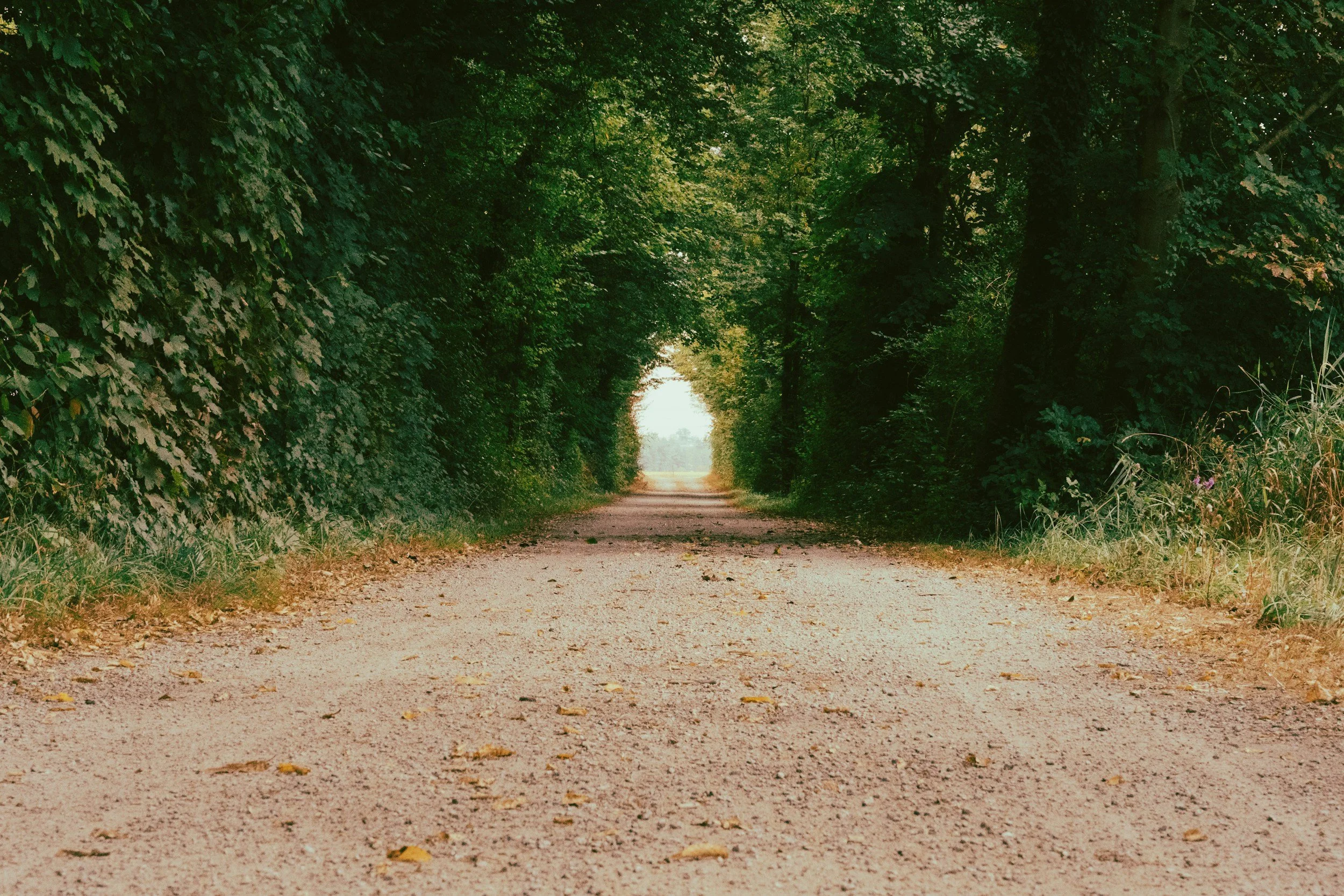 A dirt path surrounded by dense green trees on both sides with sunlight filtering through the leaves, creating a tunnel-like effect.