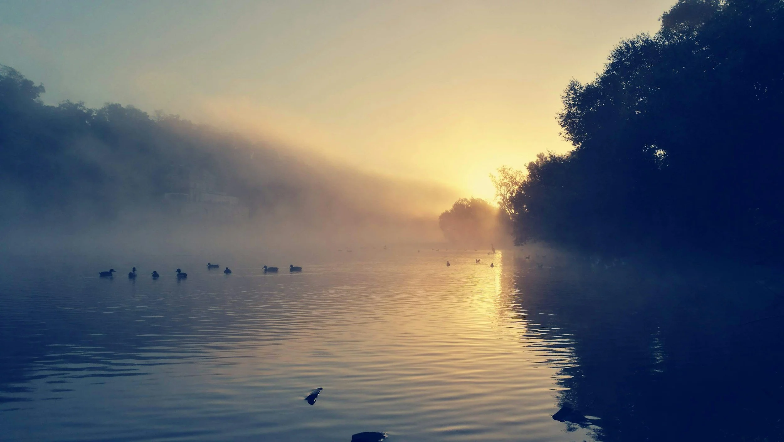 Ducks swimming on a calm river at sunrise with fog and trees along the riverbanks.