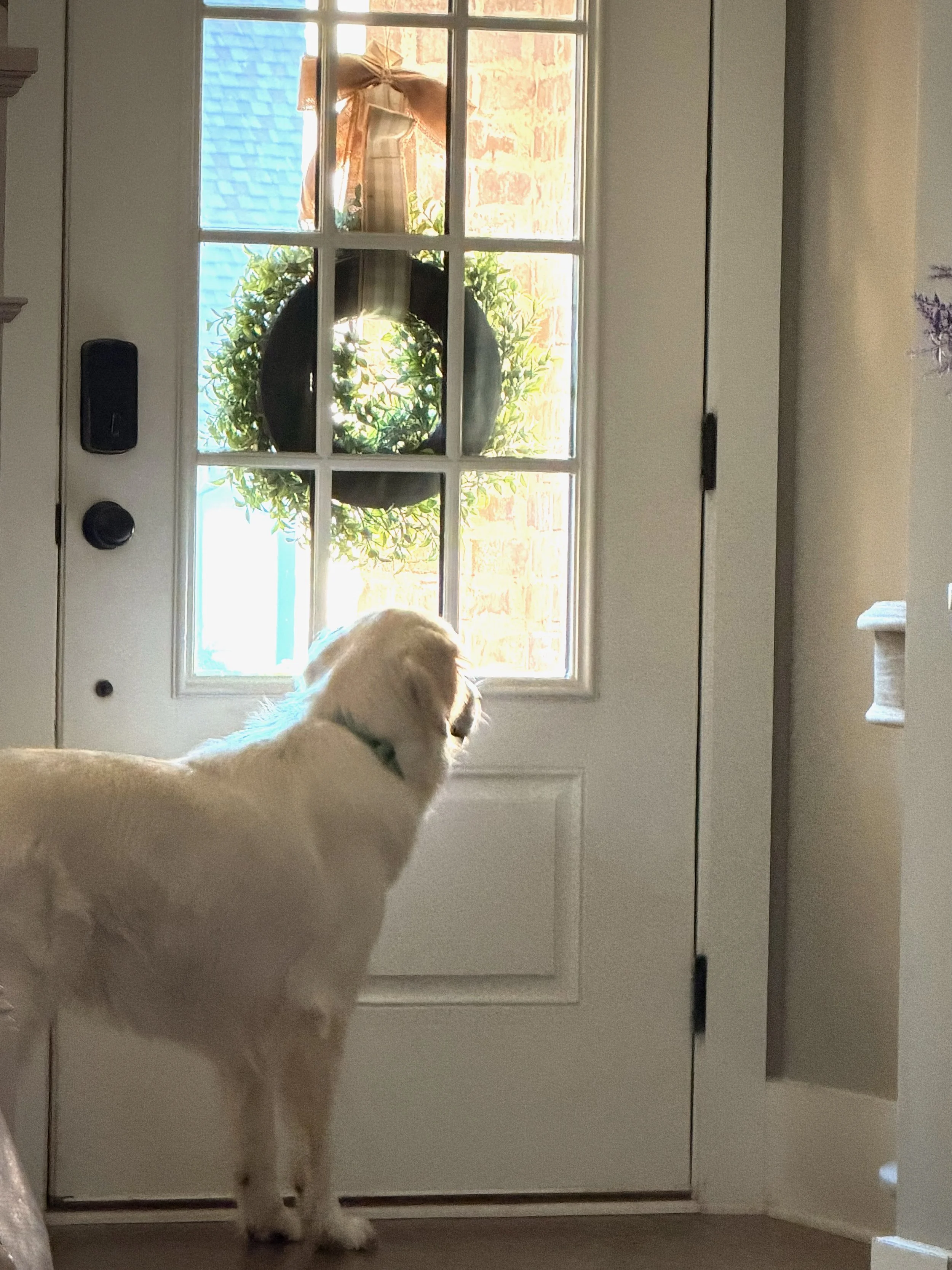 English cream golden retriever standing at the front door, looking outside during his daily neighborhood watch routine.