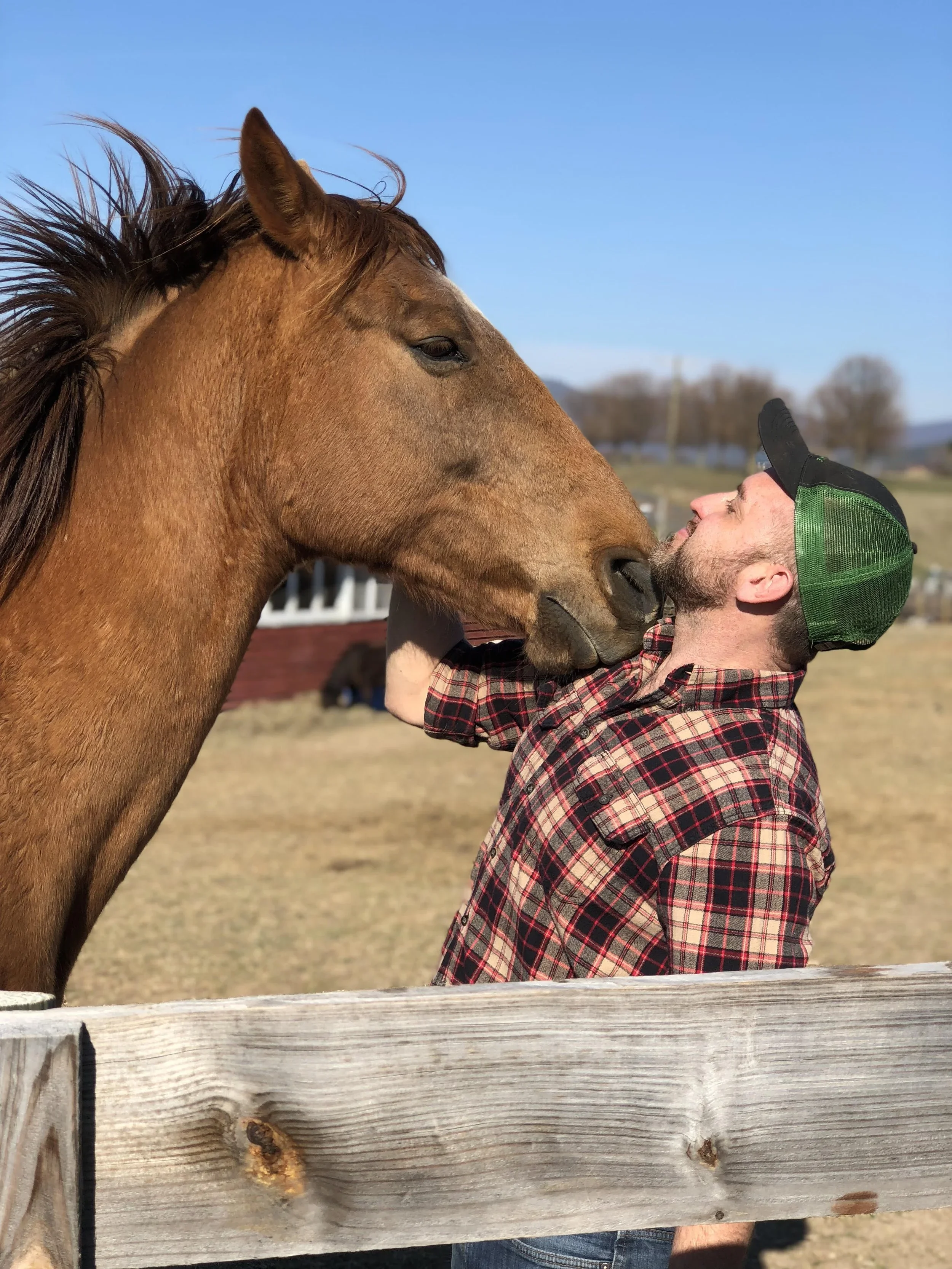 horse-tony-1.webp