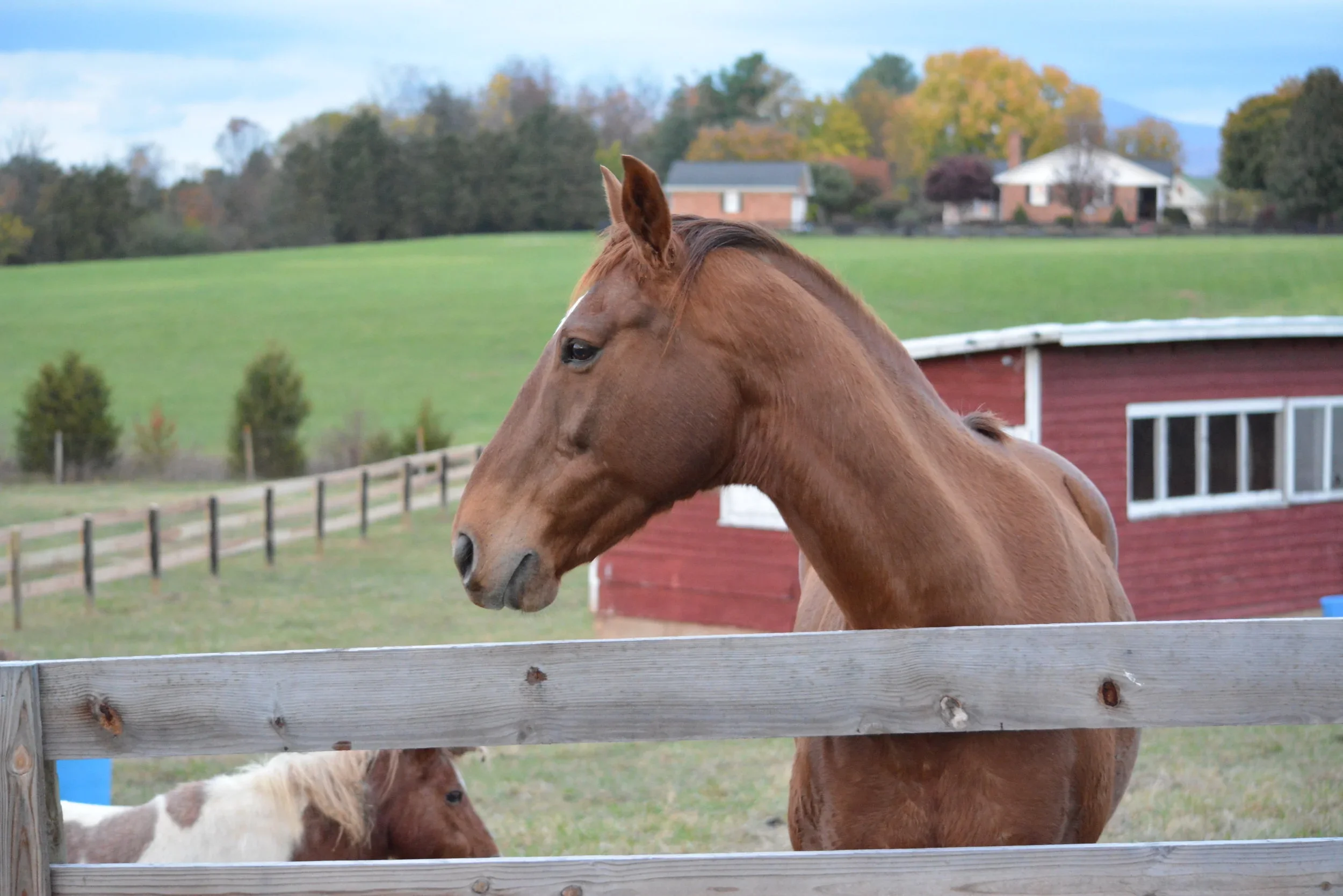 horse-farm.webp