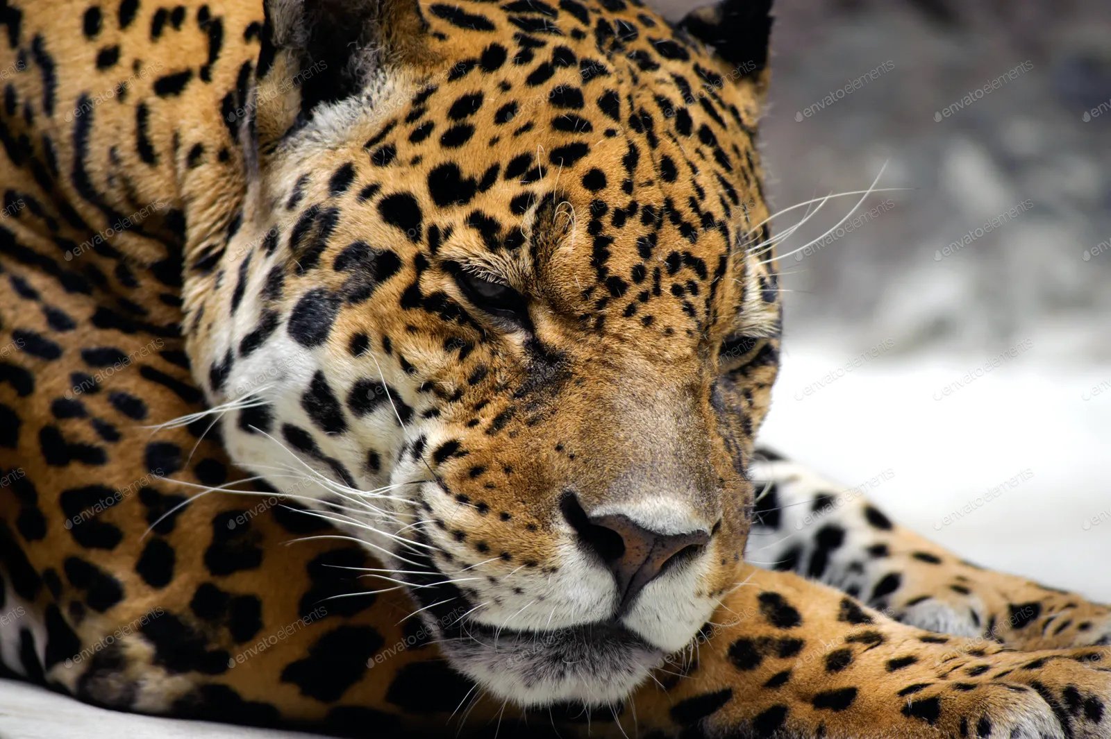 Jaguar.jpeg