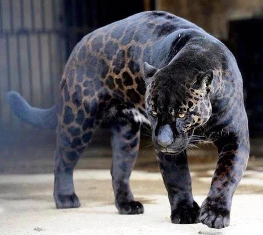 Belize’s Little Kitty - Transparent Jaguar