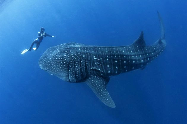 belize-whale-shark-630 a.jpg