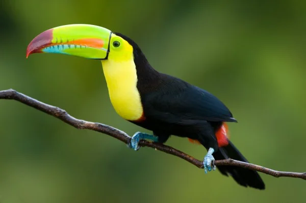 Belize Toucan.jpg