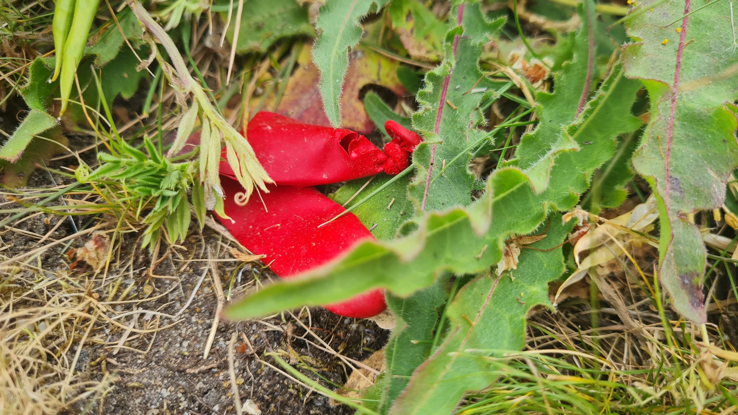 20230606_100955.jpg