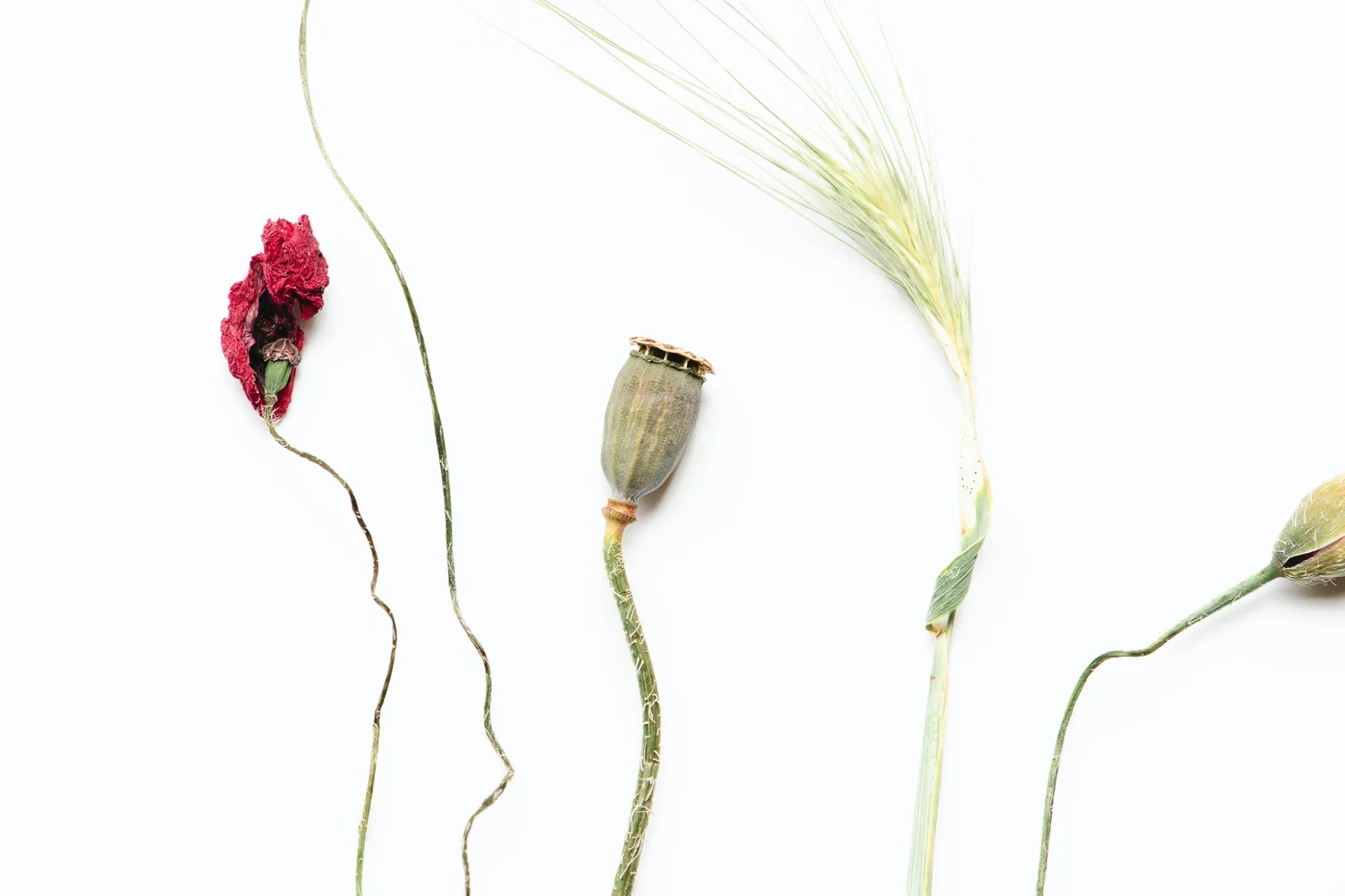Justyna Nascimento Photography