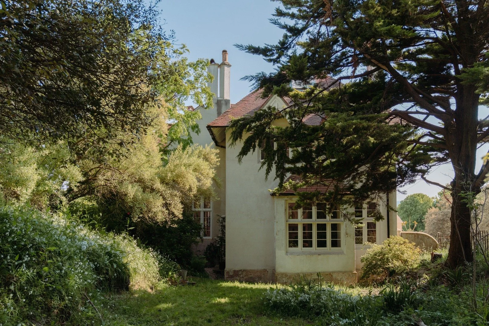 mature trees in garden