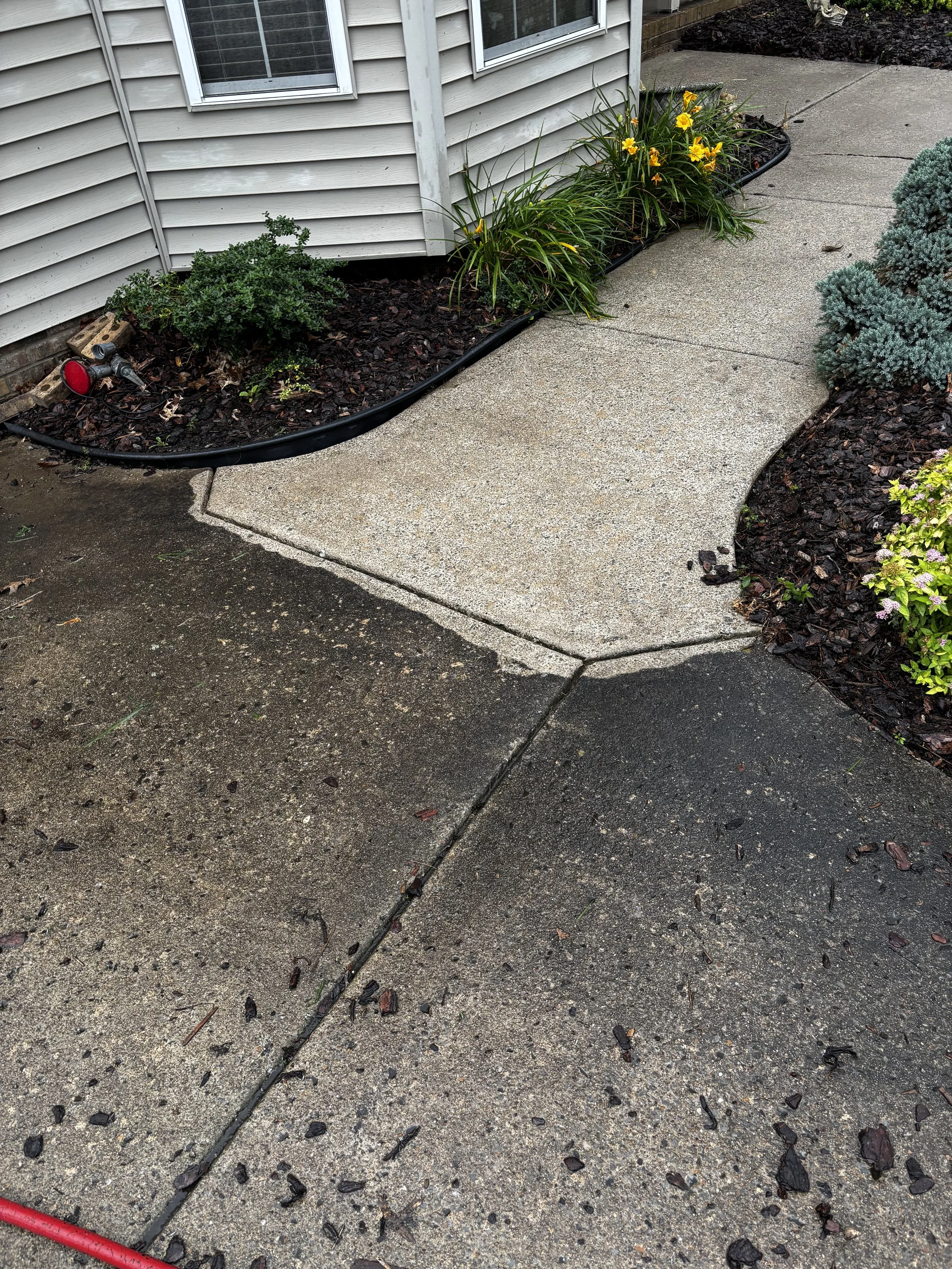 A concrete sidewalk next to a house with garden beds and plants, including yellow daylilies and a bush, with a garden hose and a sprinkler in the beds.