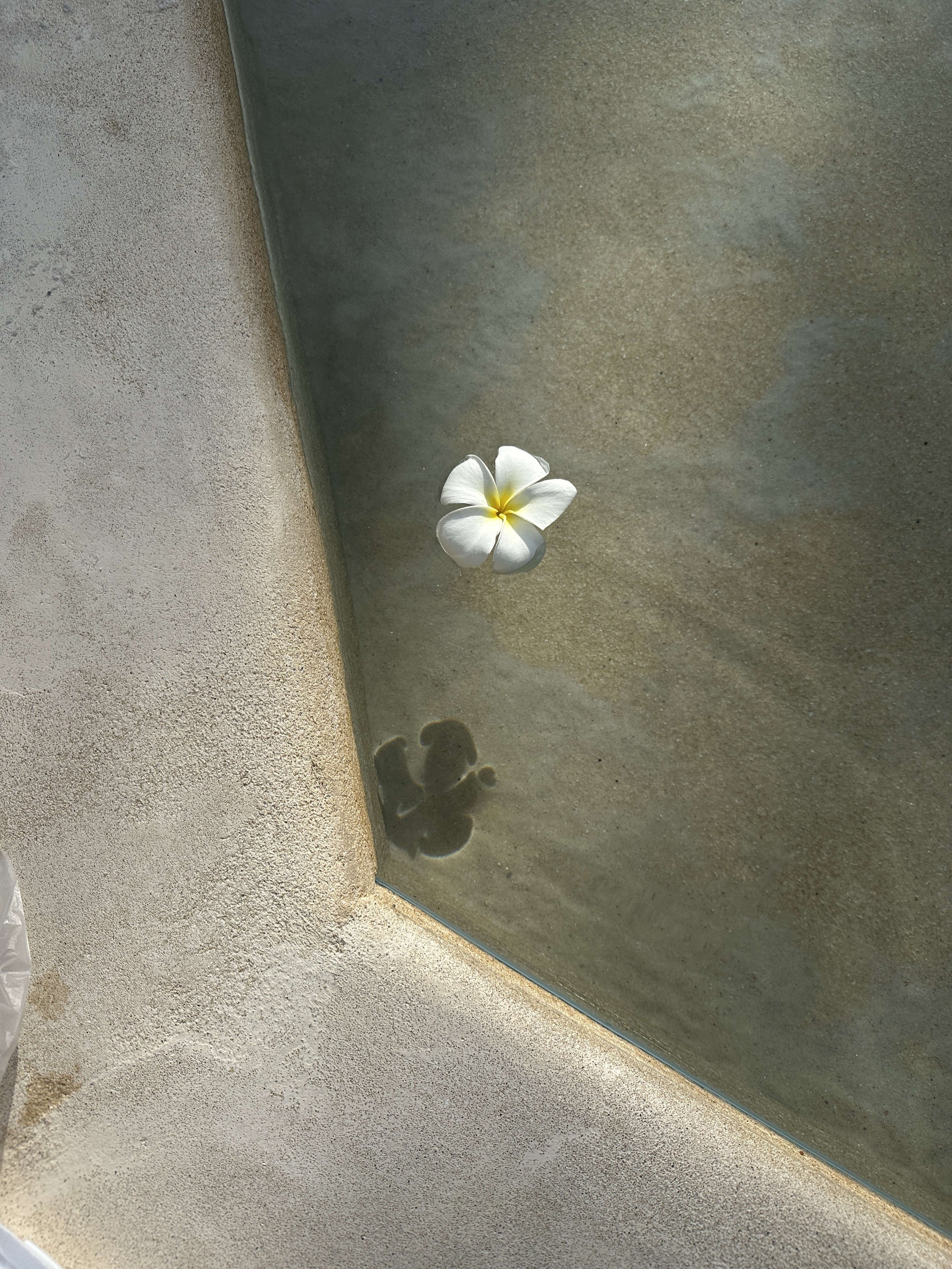 Root & Rise: Grounding Practices for Emotional Balance