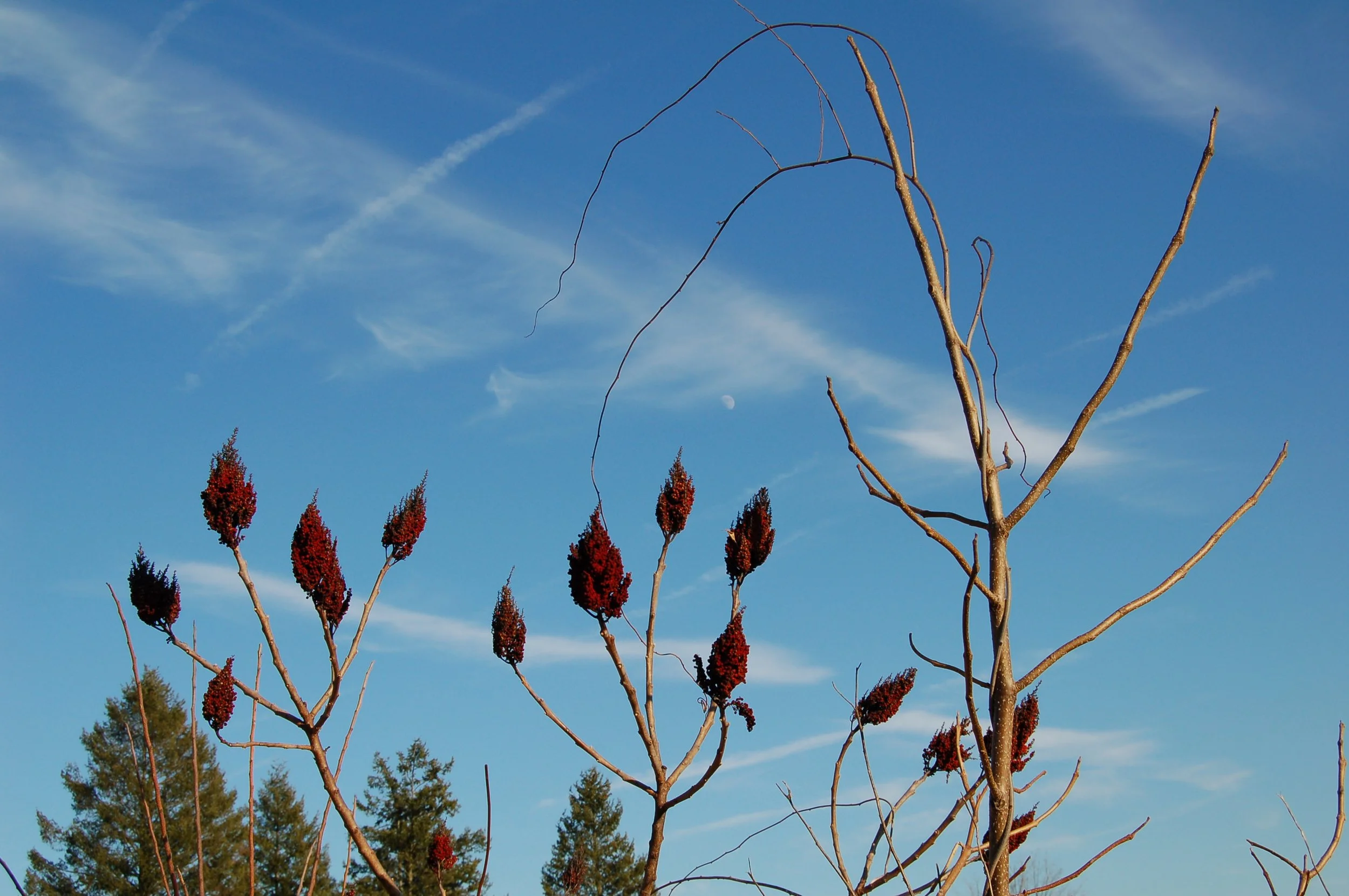 Bare tree with red flower clusters against a blue sky with a visible moon and wispy clouds.