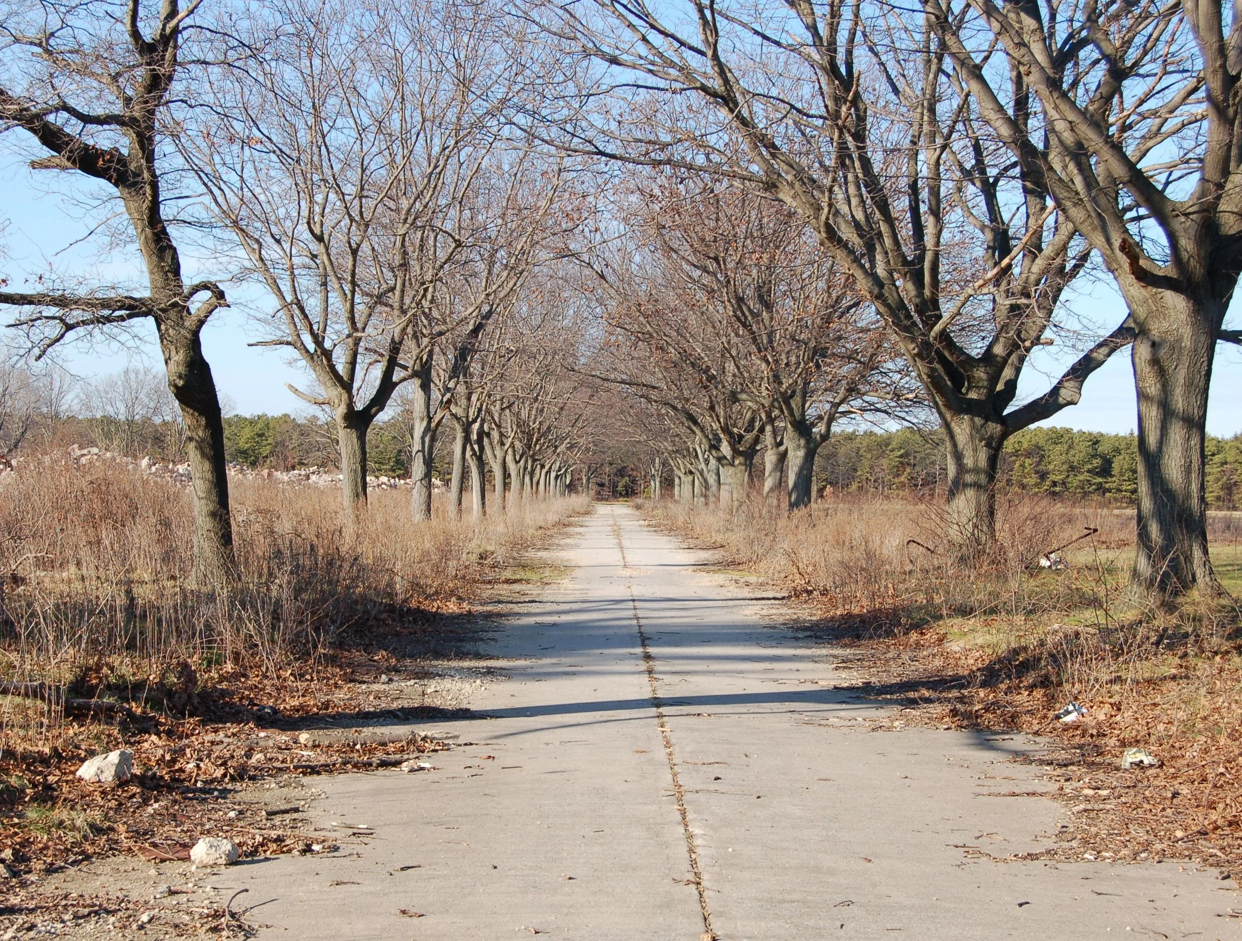 A tree-lined pathway with leafless trees on both sides during winter. The sky is clear and blue, and the path is surrounded by dry grass and some scattered rocks.
