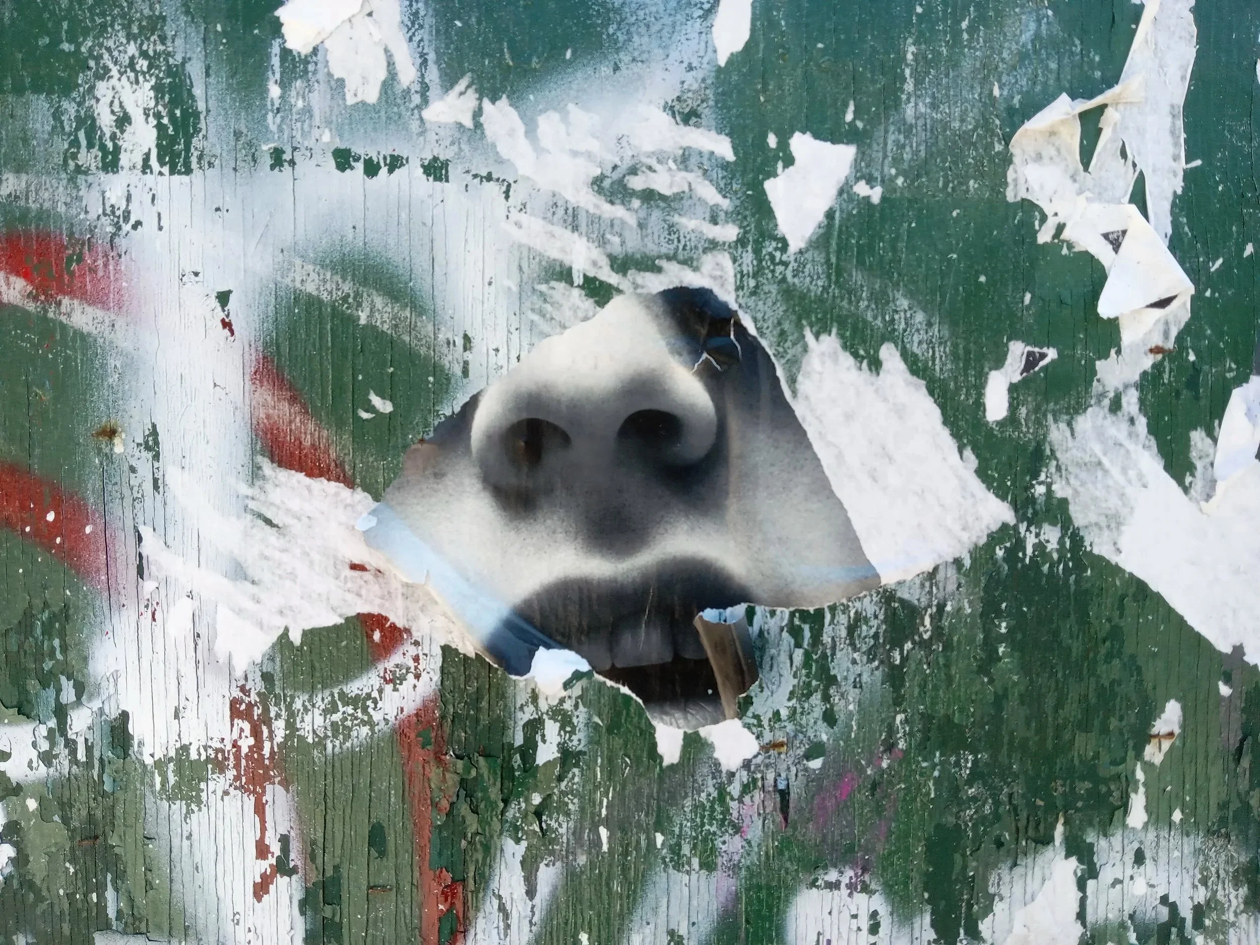 Close-up of a partial face on a green and white wooden surface.
