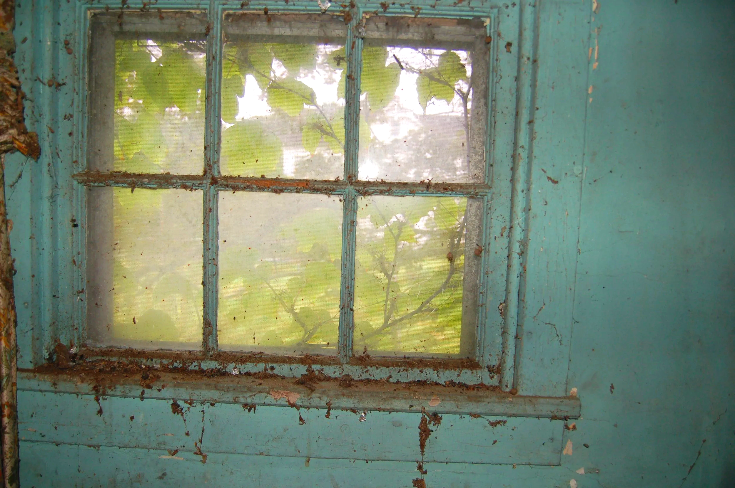Old, weathered blue window with rusted metal frame and dirty glass, through which green leaves and branches are visible.