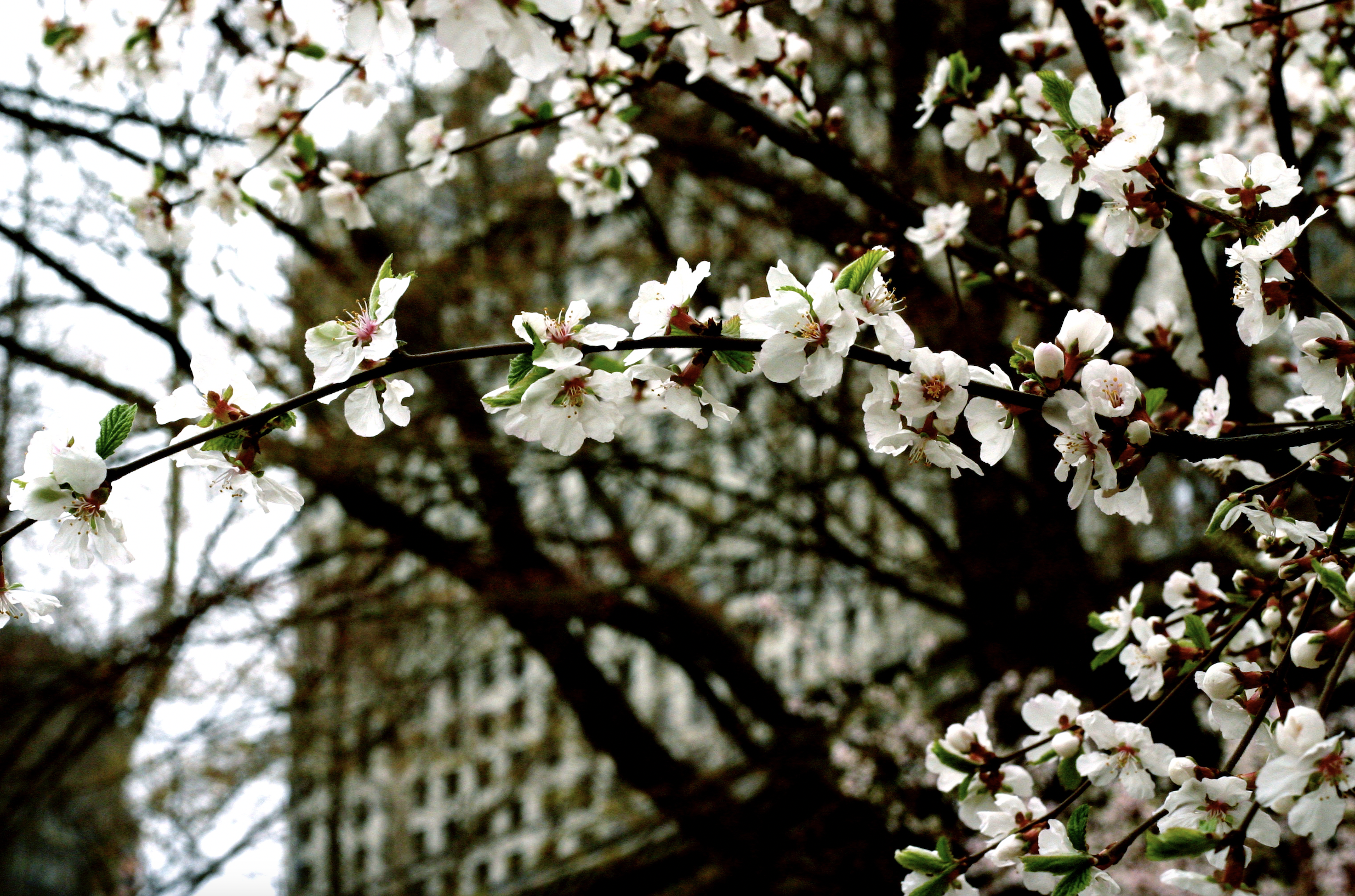 Close-up of blooming white flowers on tree branches with green leaves, blurred background of more branches Emily Maria Studios